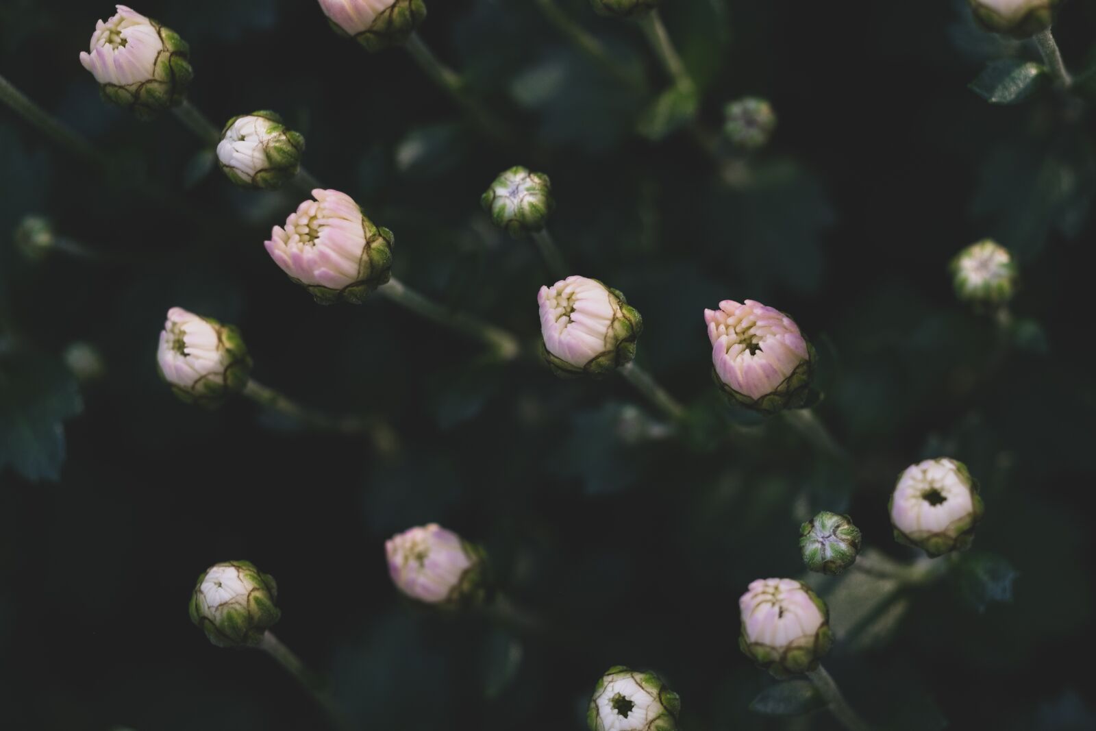 Fujifilm X-T1 sample photo. Flowers, gems, bloom photography