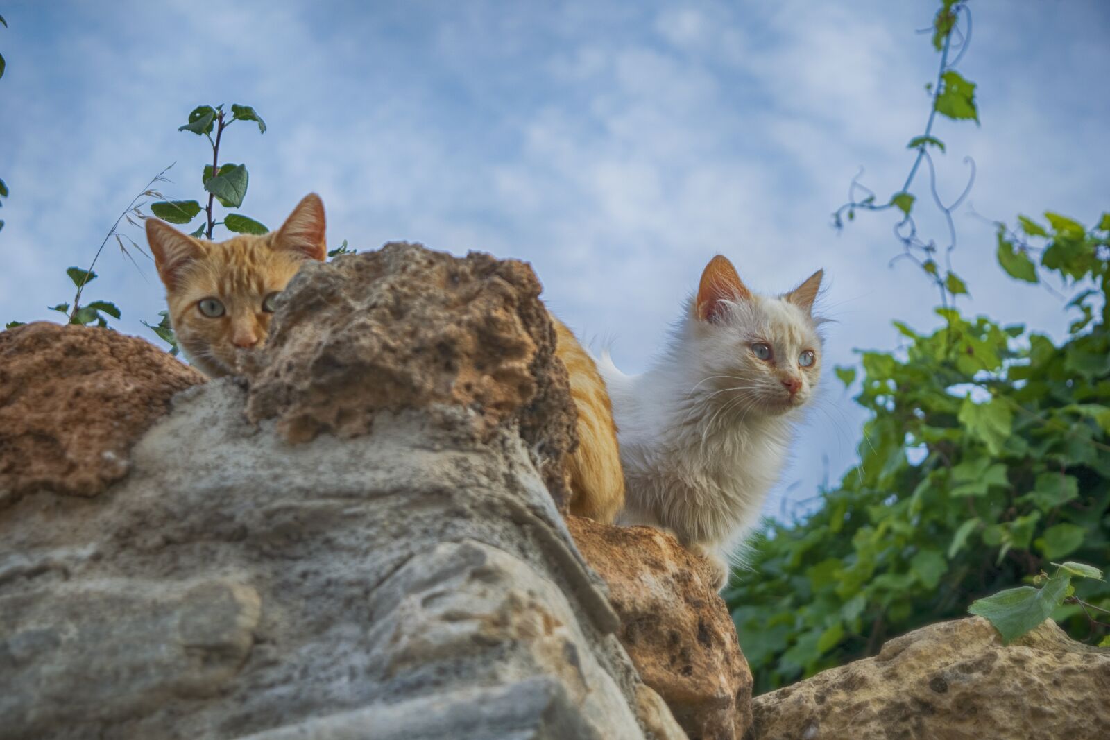 Nikon D3300 sample photo. Cat, stone, animals photography