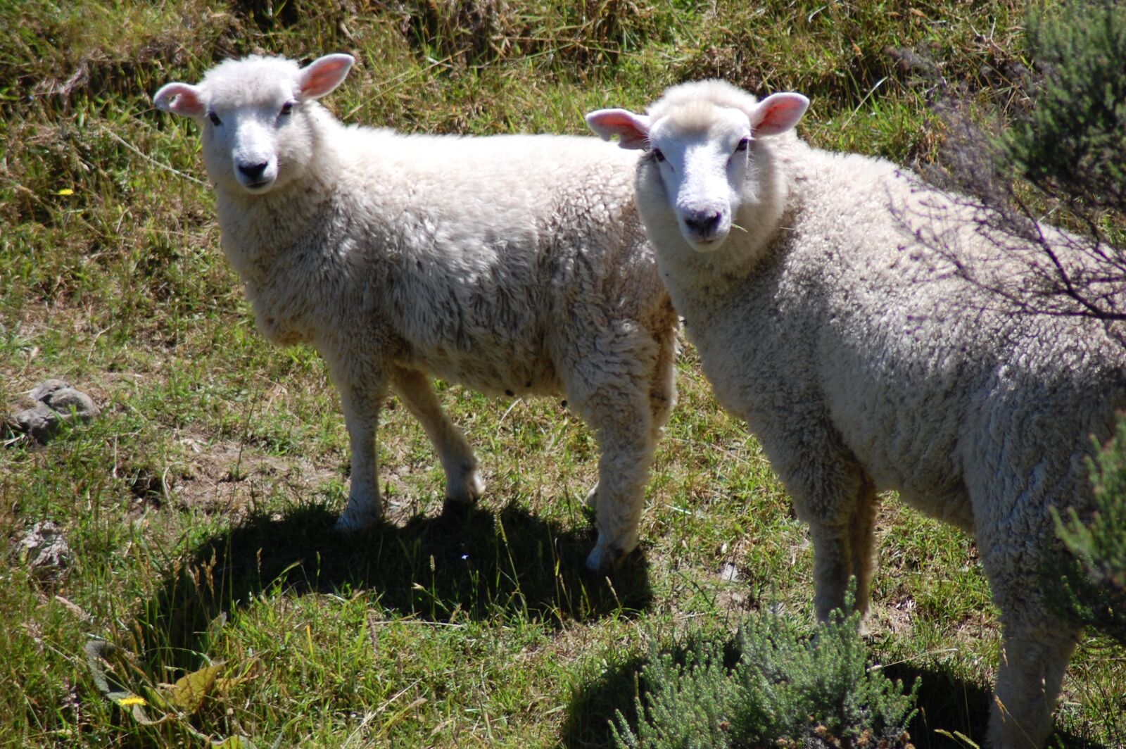 Nikon D40 sample photo. Sheep, new zealand, grass photography