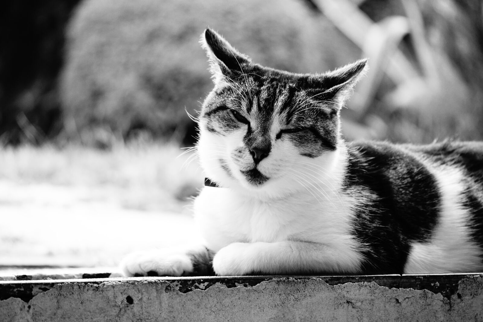 Sony a6000 + Sony E 70-350mm F4.5-6.3 G OSS sample photo. Cat, cats, animals photography