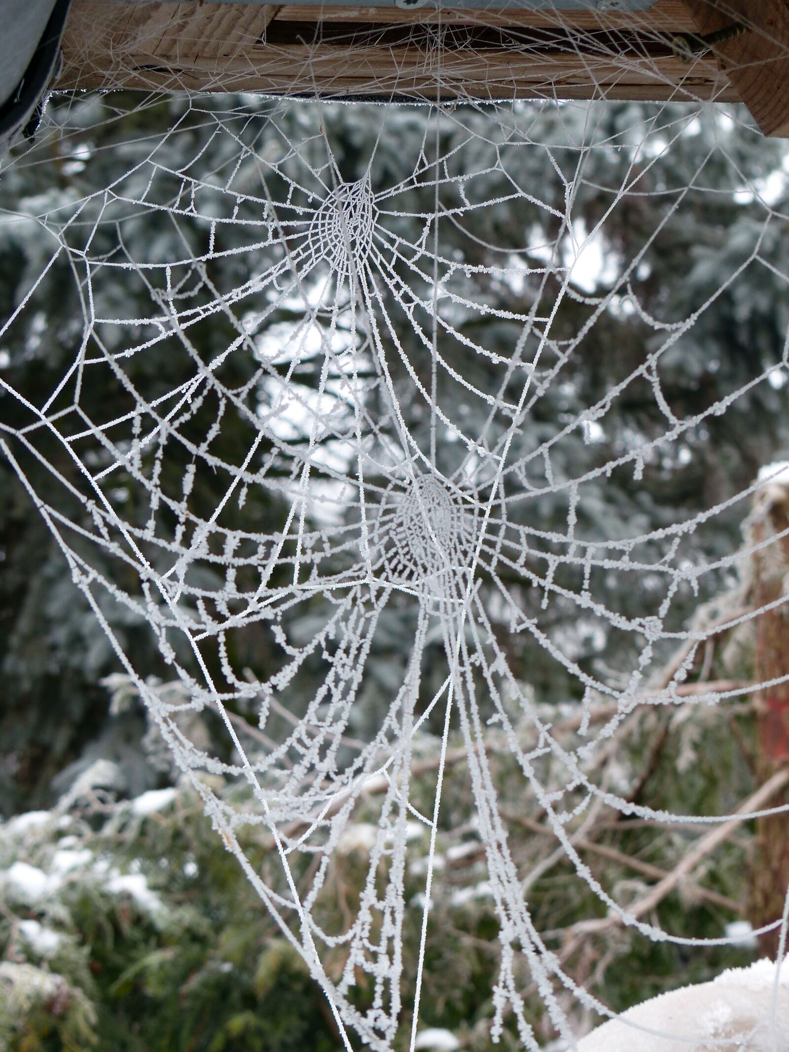 Panasonic Lumix DMC-FZ200 sample photo. Cobweb, hoarfrost, frost photography