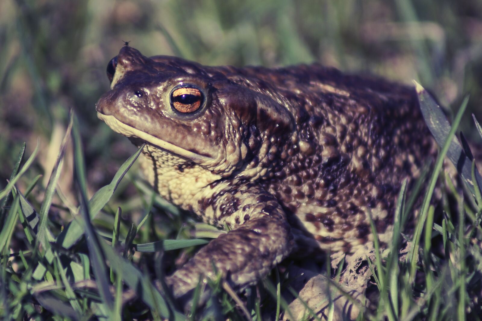 Sony SLT-A77 sample photo. Frog, grass, green photography
