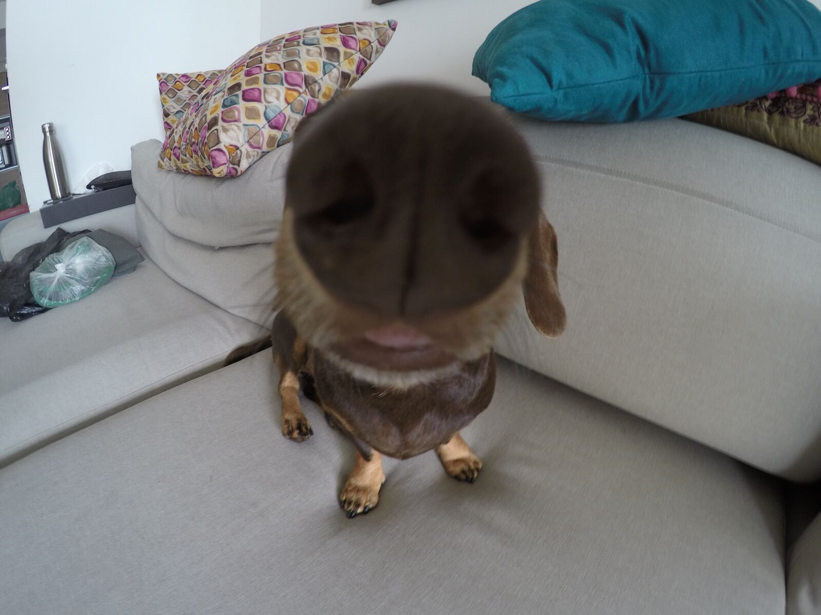 GoPro HERO4 Black sample photo. Sausage, dog, apollo photography