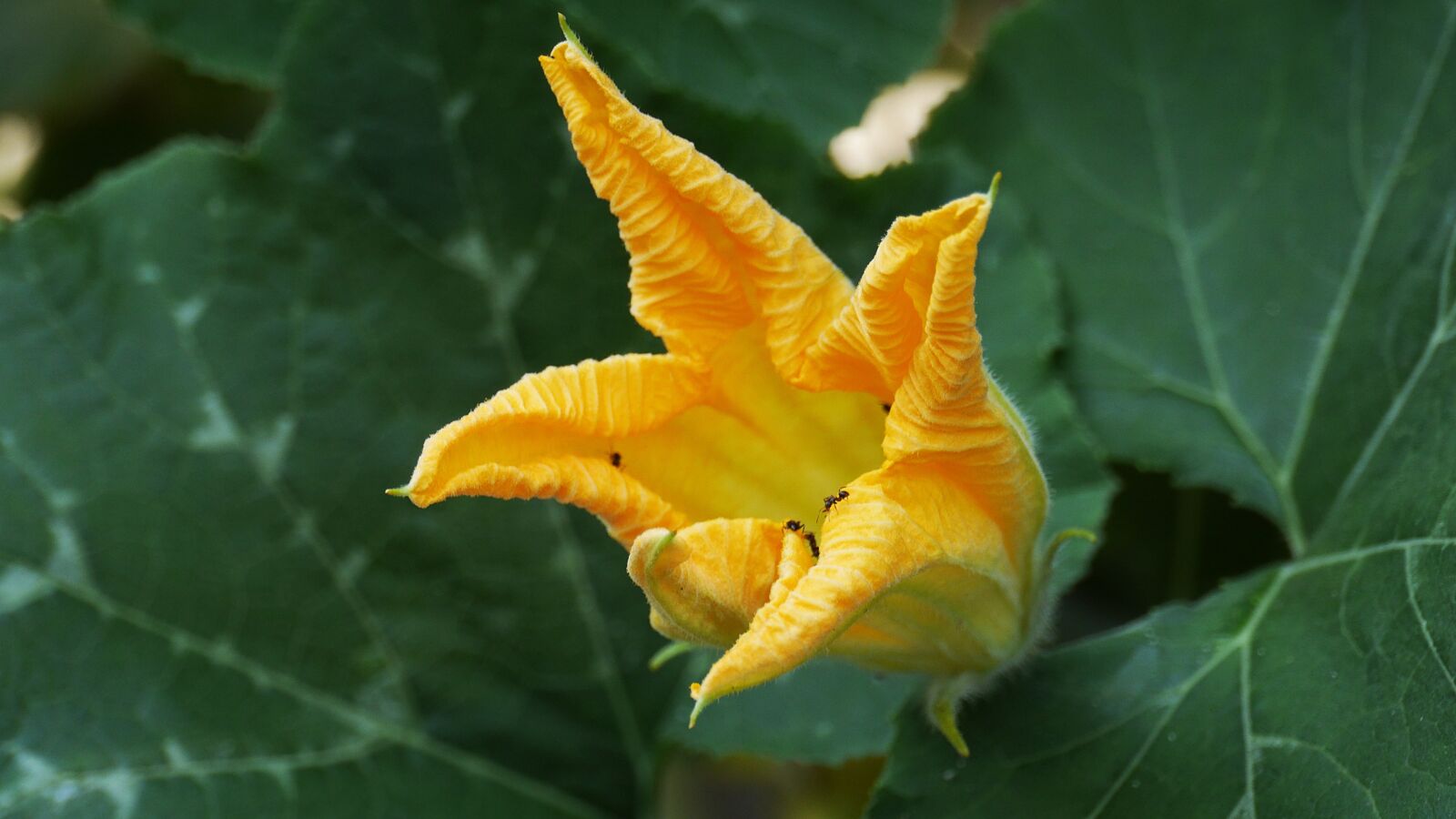 Panasonic Lumix DMC-GH3 sample photo. Pumpkin flower, nature, summer photography