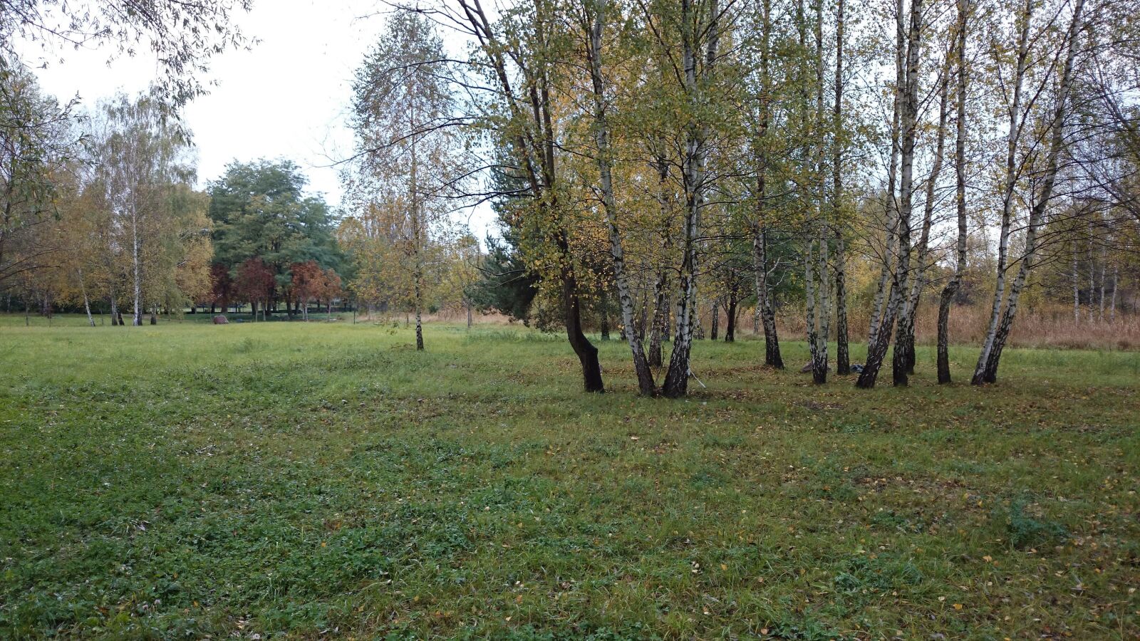 Sony Xperia Z1 Compact sample photo. Meadow, birch, tree photography