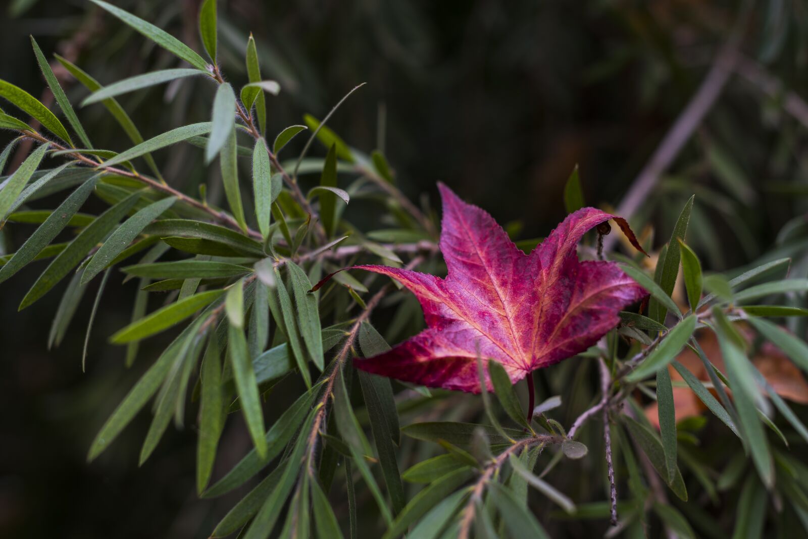 Nikon D750 sample photo. Leaf, leaves, autumn photography