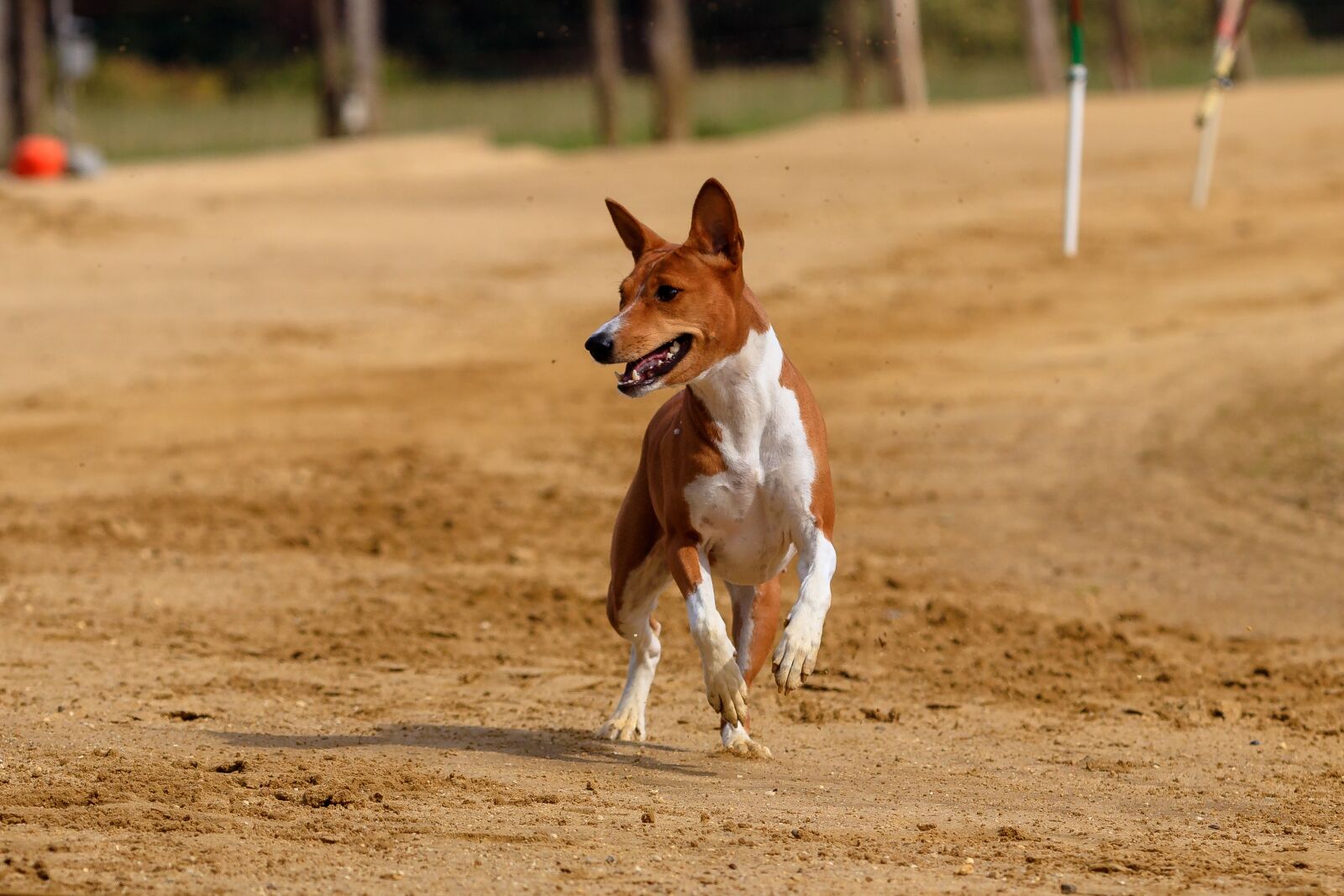 Canon EOS 80D sample photo. Dog, greyhound, pet photography