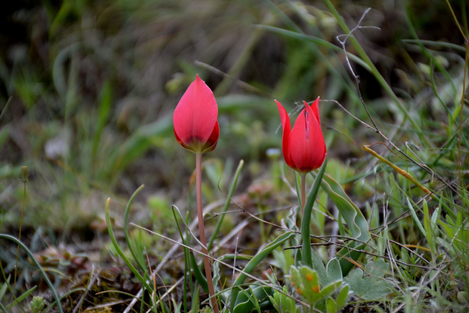 Nikon D7100 sample photo. Turkey, g m hane photography