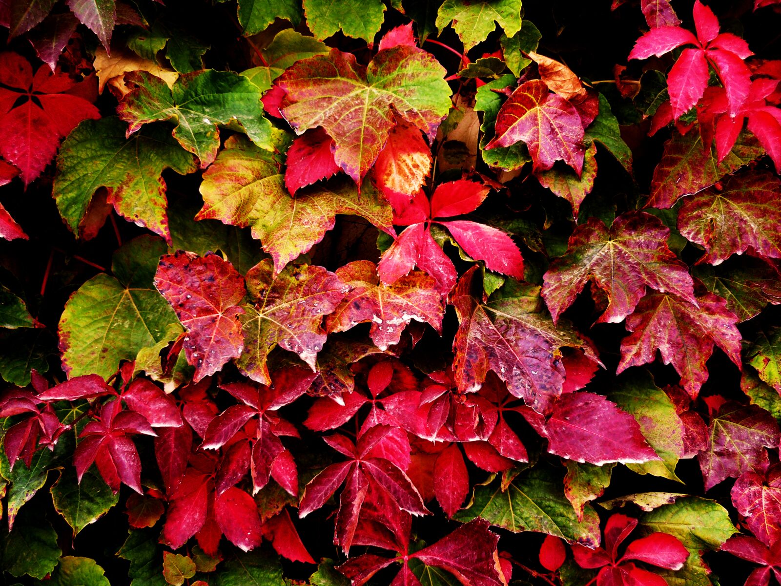 Panasonic DMC-FZ8 sample photo. Autumn leaves, leaves, plant photography