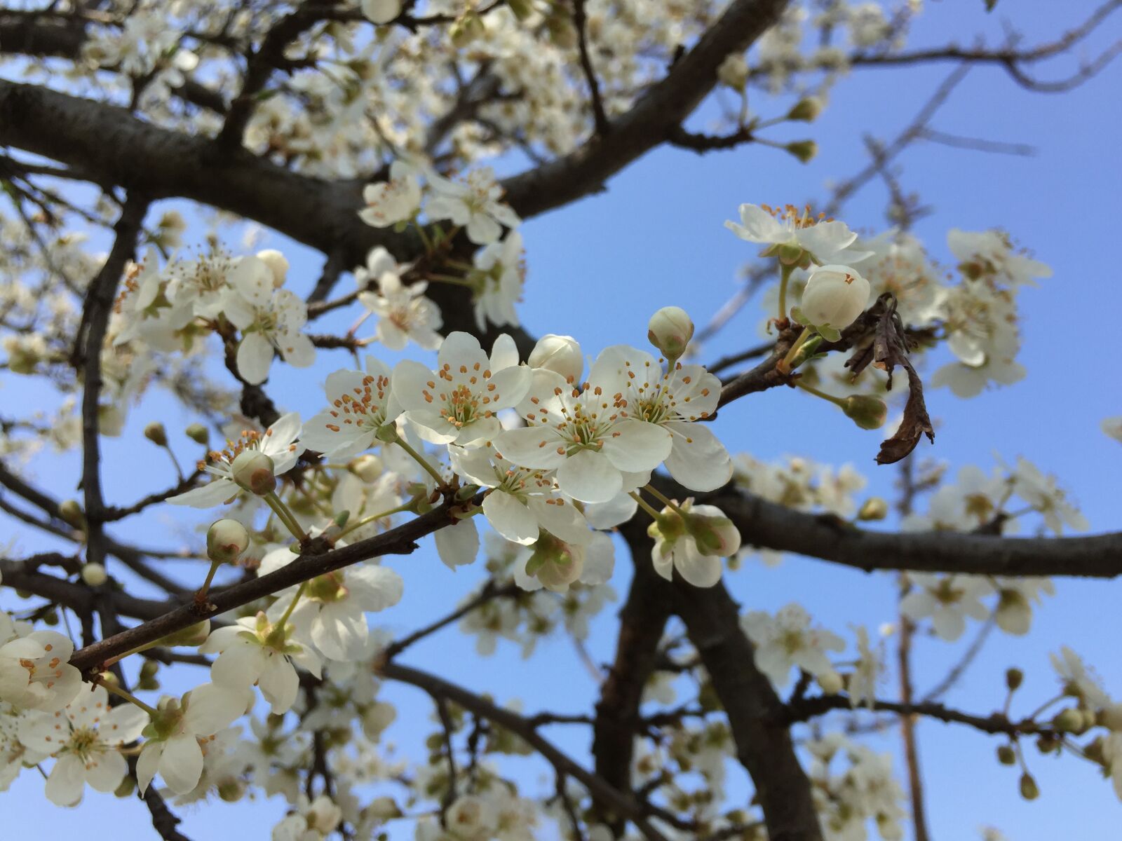 Apple iPhone 6 sample photo. Tree, branch, cherry photography