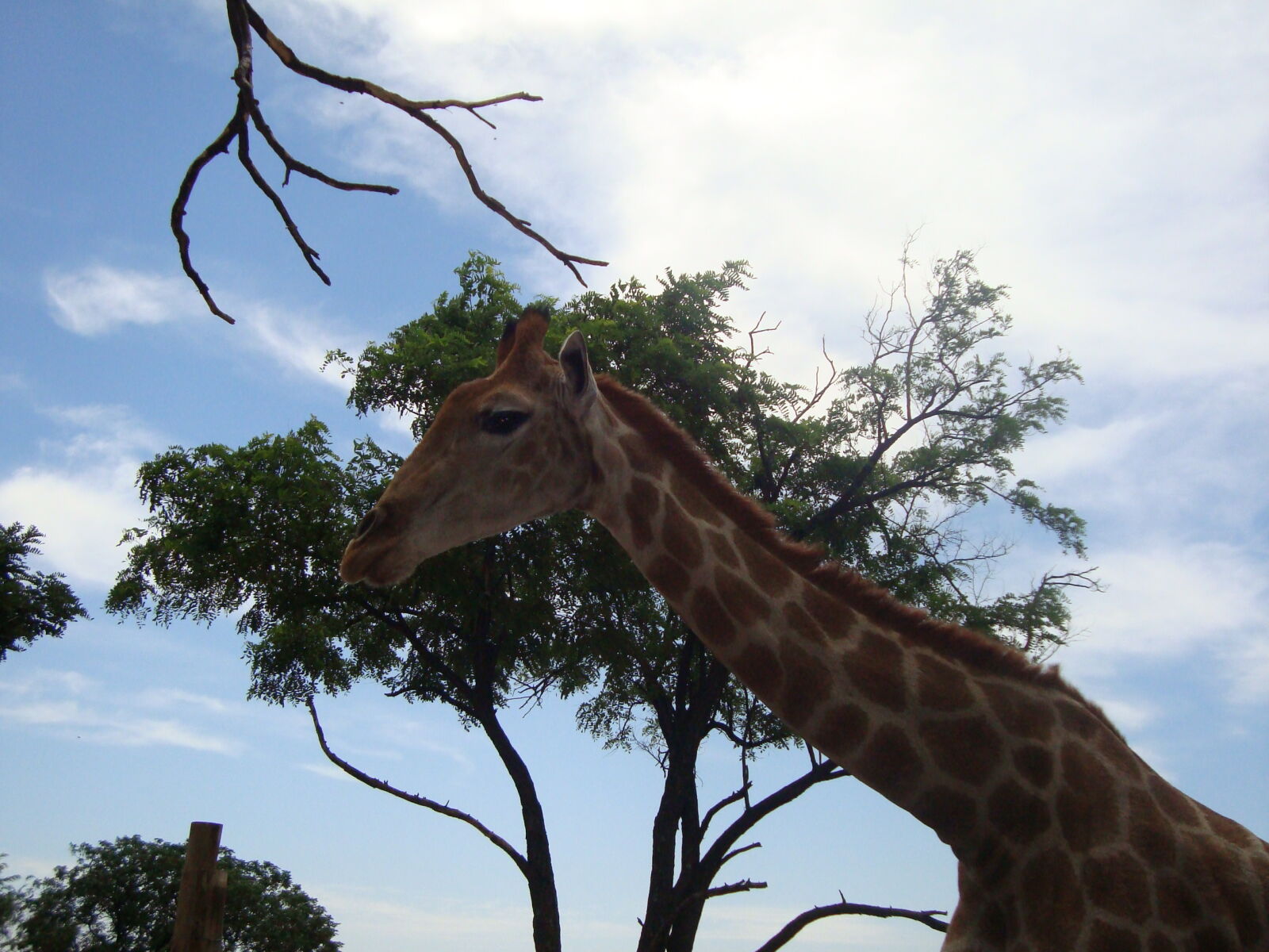 Sony Cyber-shot DSC-W120 sample photo. Giraffe photography