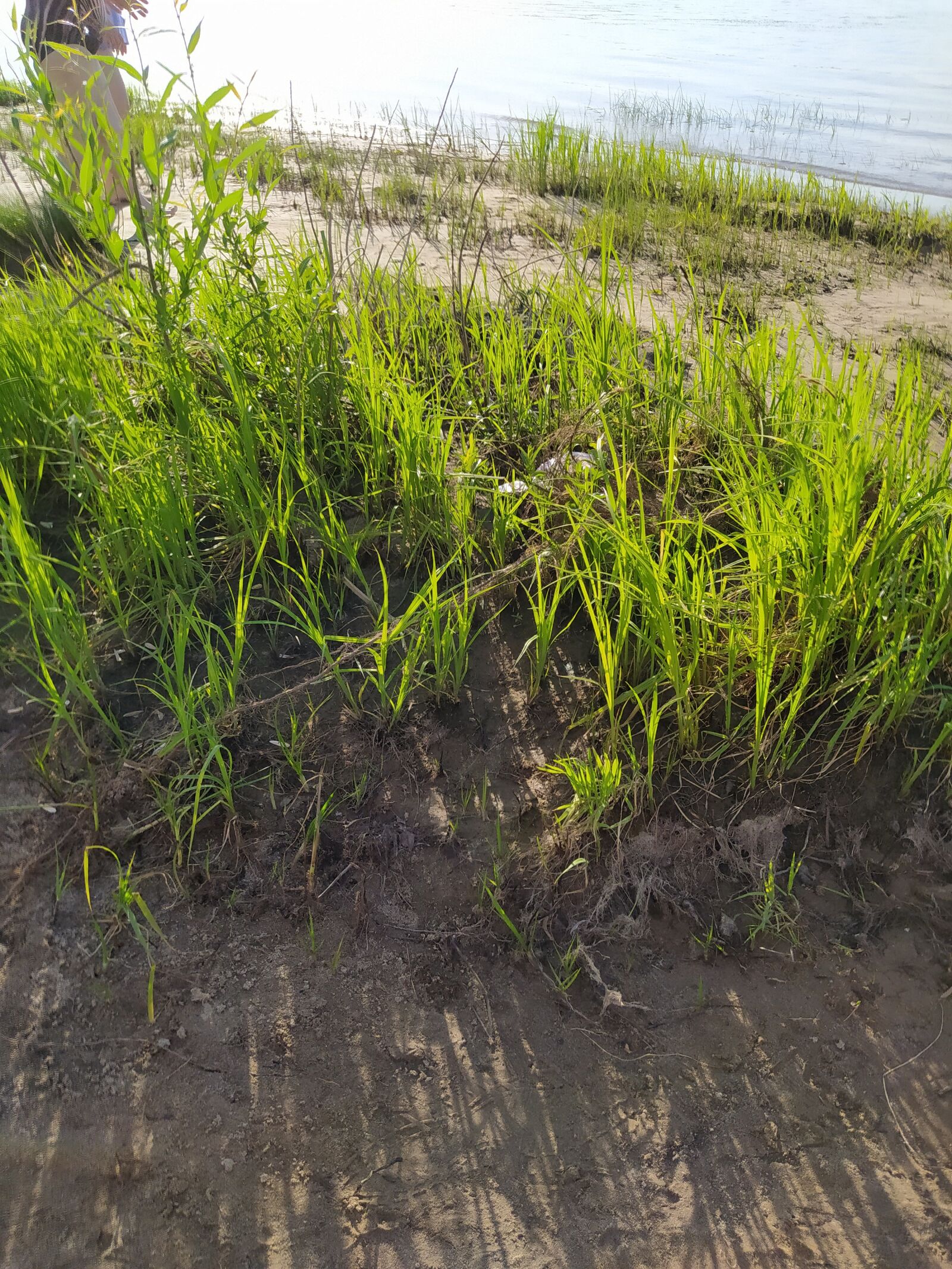 Xiaomi Redmi Note 8T sample photo. Grass, river, nature photography