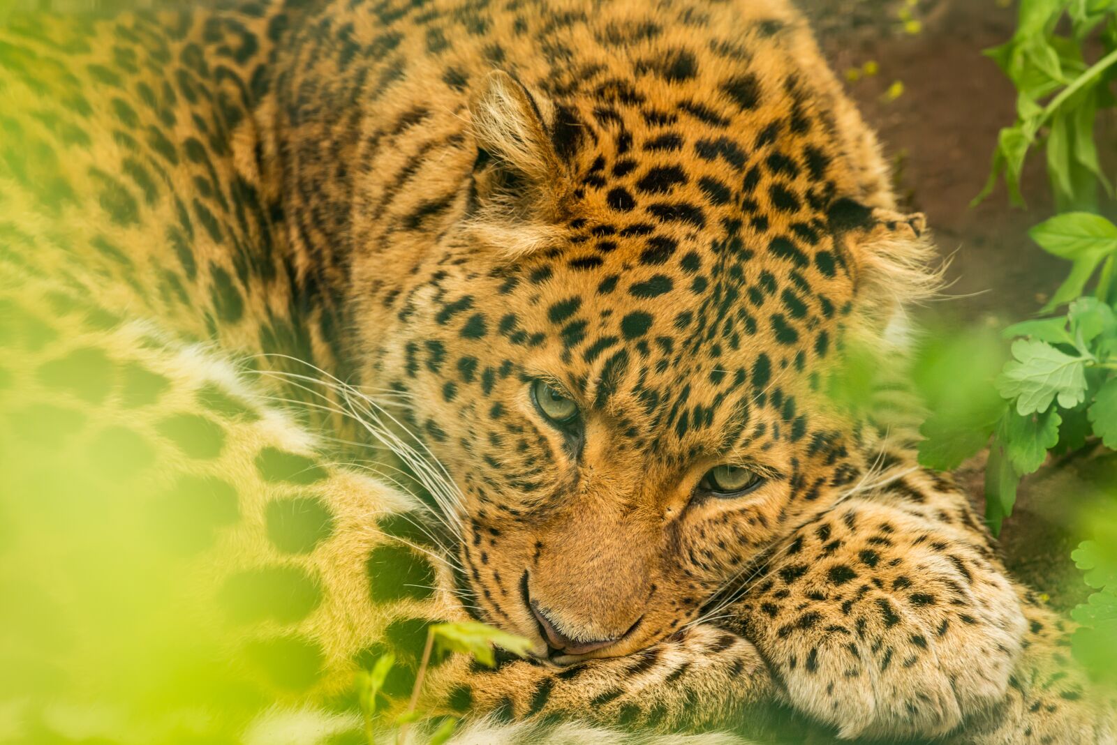 Nikon D800E sample photo. Leopard, resting, spots photography
