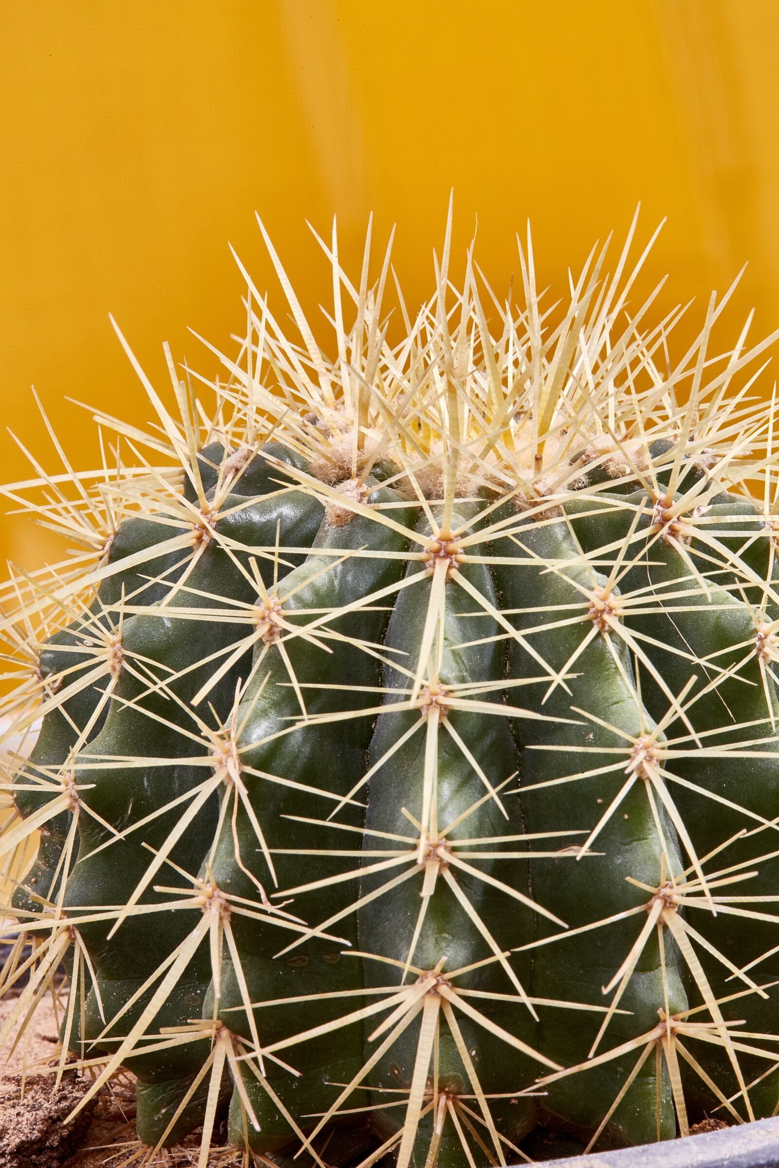 Canon EOS 5D Mark III + Canon EF 100mm F2.8L Macro IS USM sample photo. Cactus, thorns, plant photography