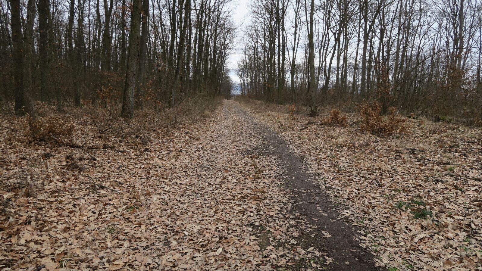Canon PowerShot G7 X sample photo