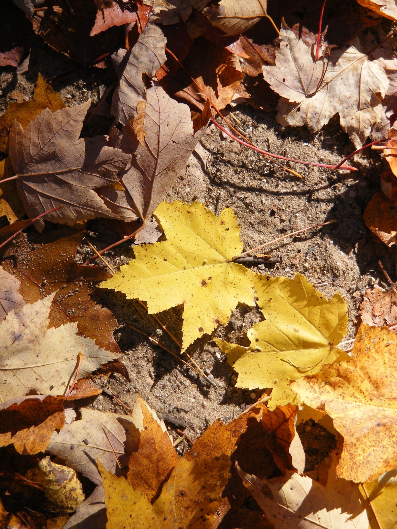 Fujifilm FinePix S5700 S700 sample photo. Leaves, nature, leaf photography
