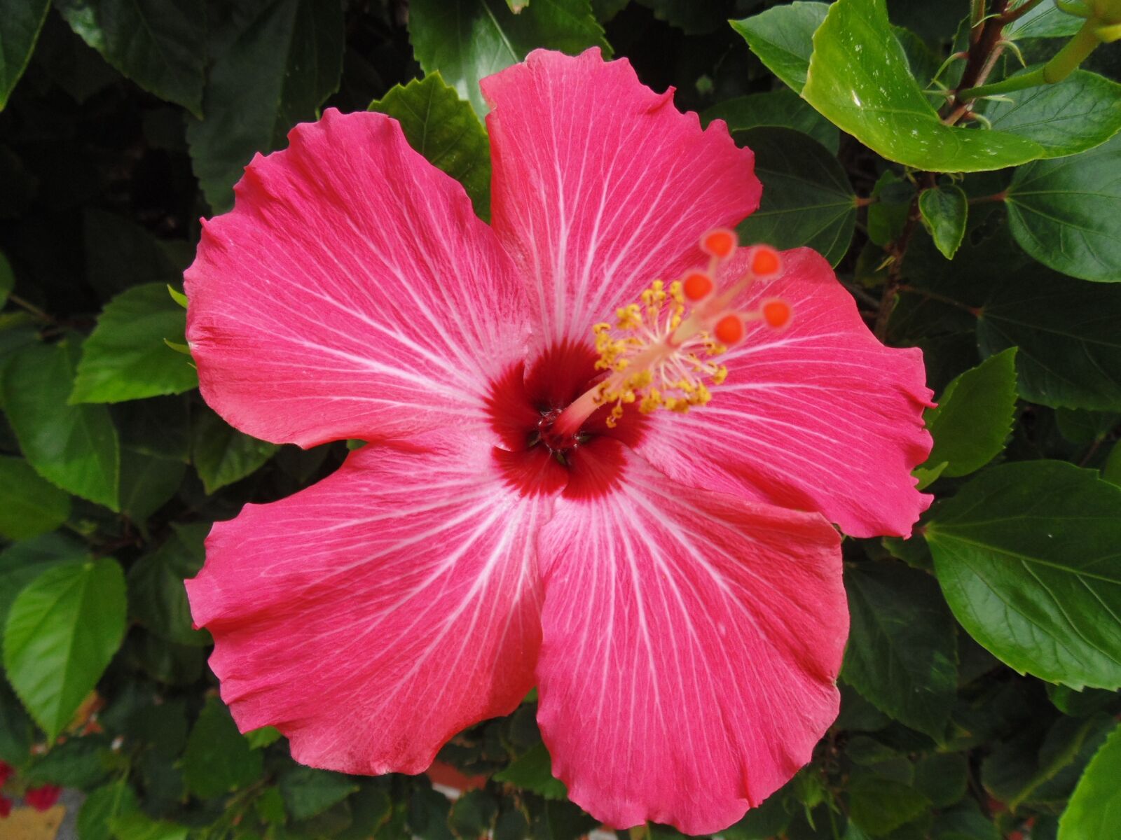 Sony Cyber-shot DSC-H200 sample photo. Pink, flower, pink flowers photography