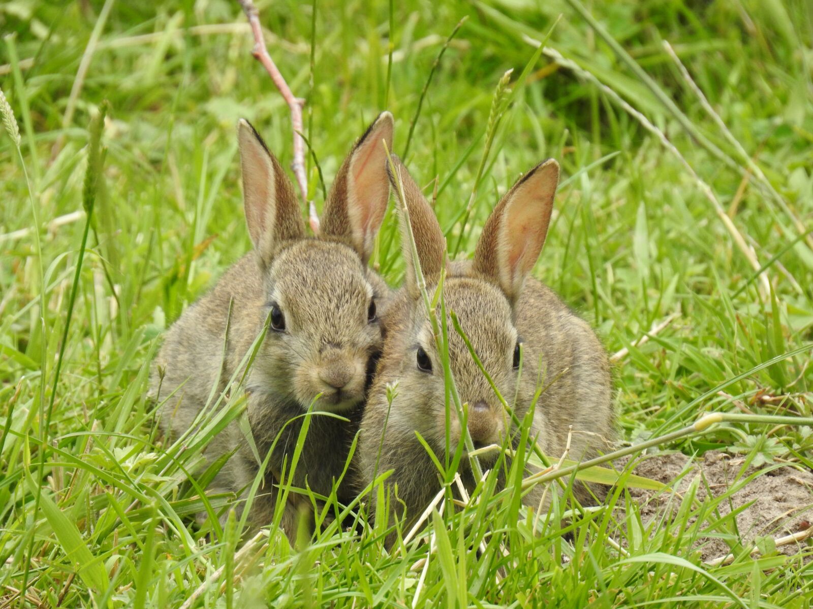 Nikon Coolpix P900 sample photo. Rabbit, nature, mammals photography