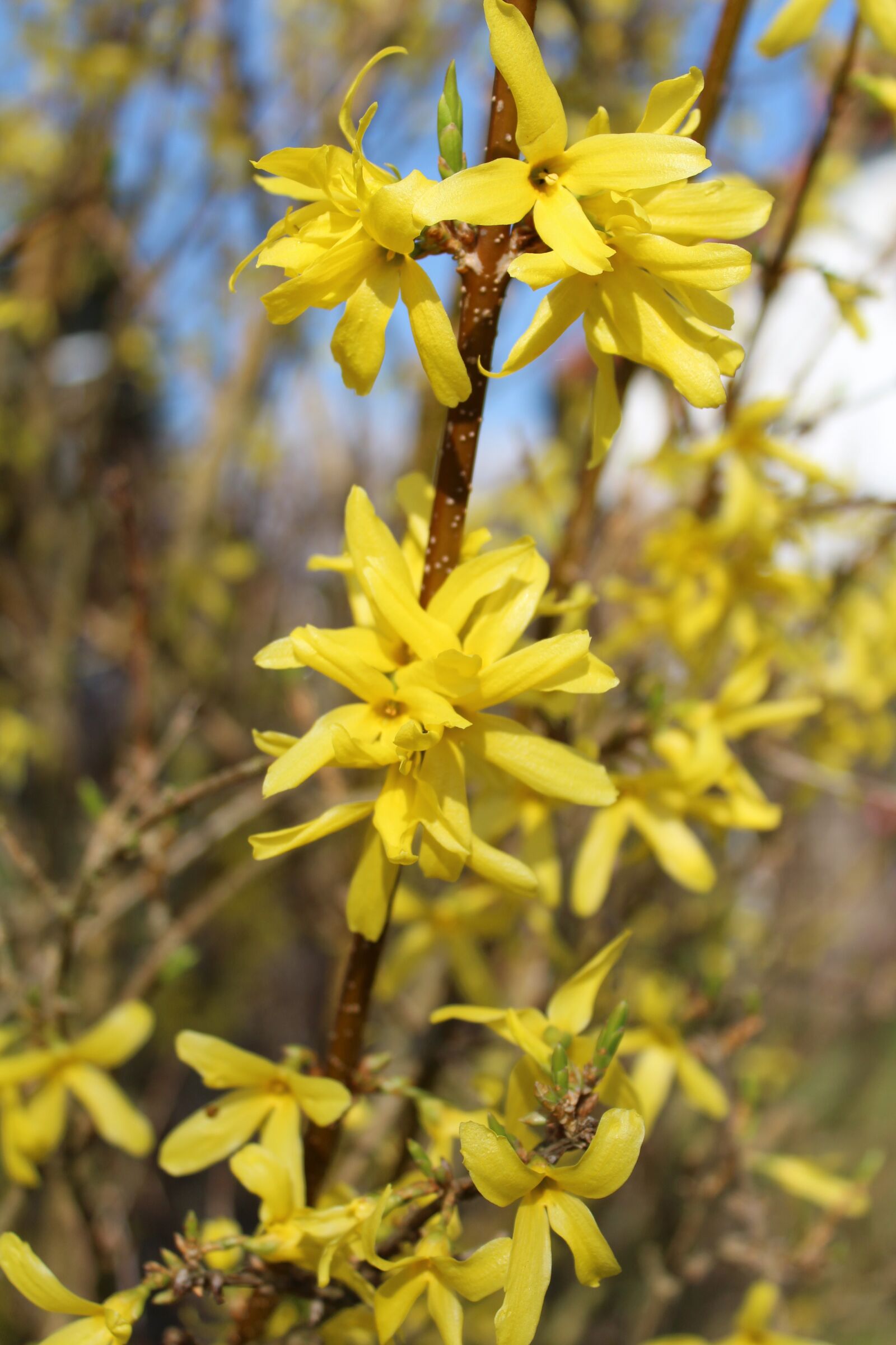 Canon EOS 1300D (EOS Rebel T6 / EOS Kiss X80) sample photo. Yellow, spring, flower photography