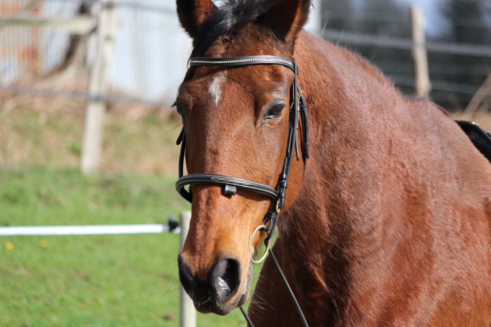 Canon EOS 1200D (EOS Rebel T5 / EOS Kiss X70 / EOS Hi) sample photo. Horse, horses, animals photography