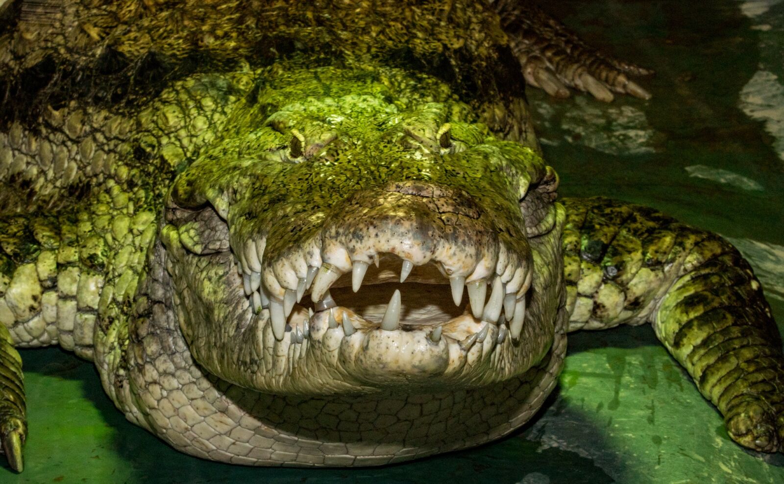Sony ILCA-77M2 sample photo. Reptile, nature, animal world photography