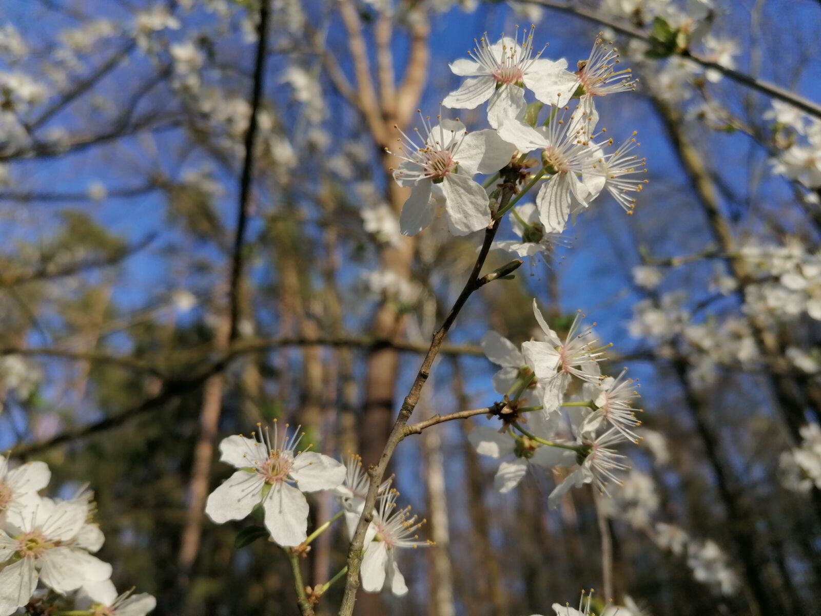 HUAWEI P30 LITE sample photo. Bl te, baum, fr photography