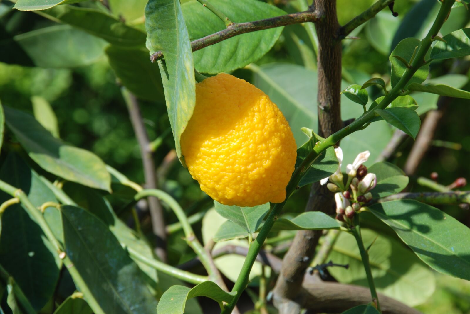 Nikon D80 sample photo. Lemon, lemon tree, lemon photography