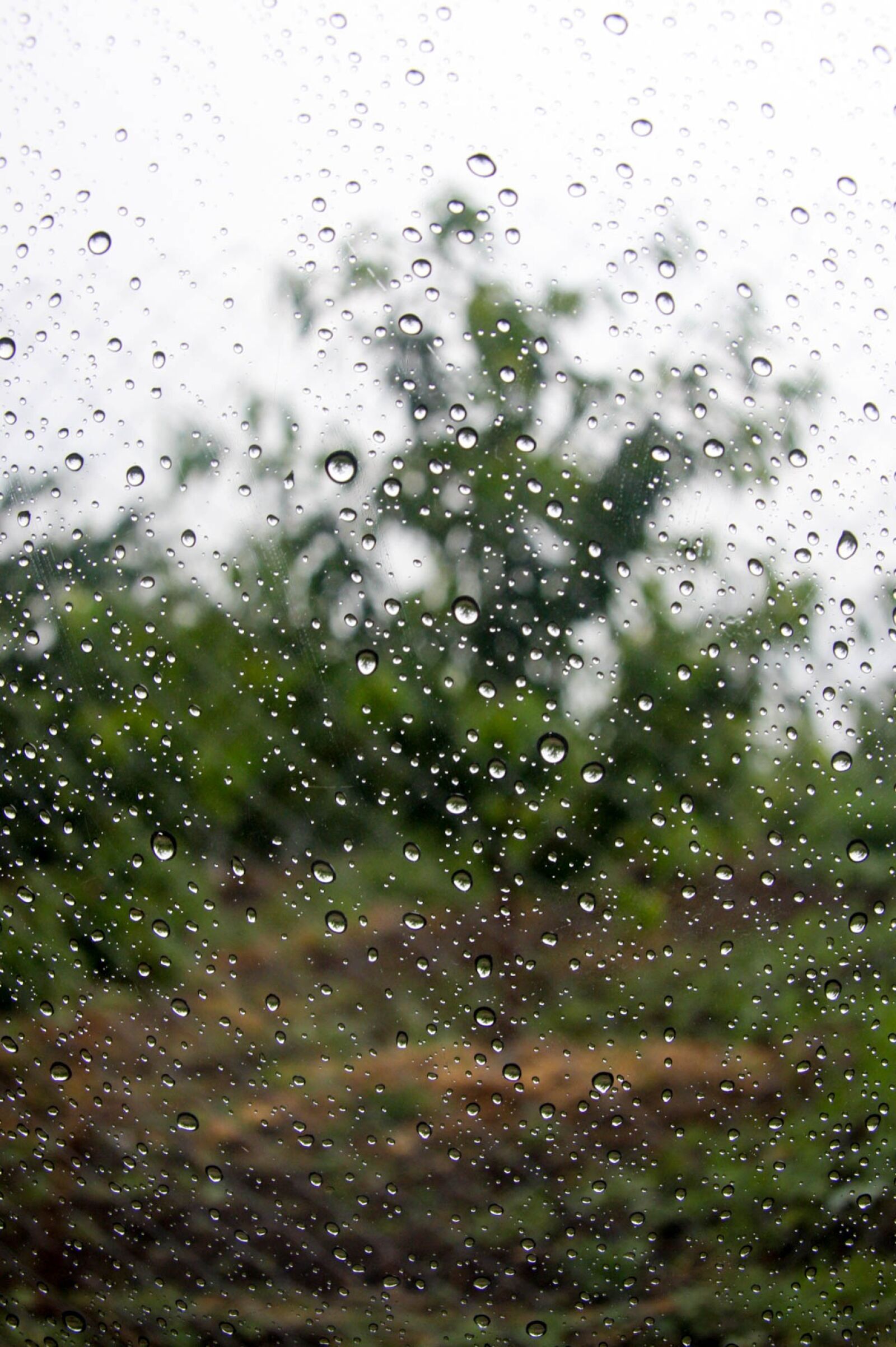 Canon EOS 40D sample photo. Rain, autumn, nature photography