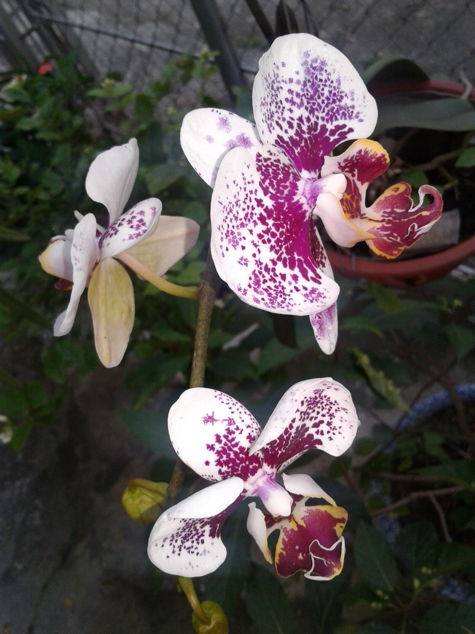 Samsung Galaxy J2 sample photo. Orchids, natural, purple photography
