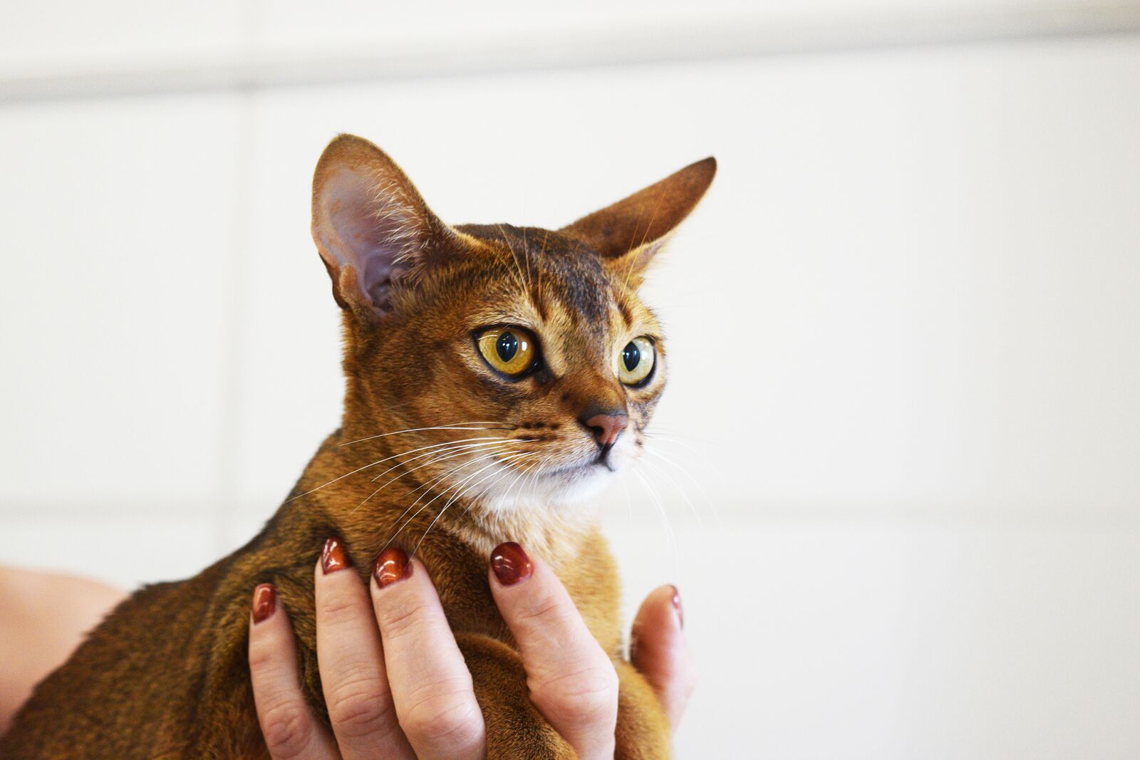 Nikon D3300 sample photo. Abyssinian cat, cat pageant photography