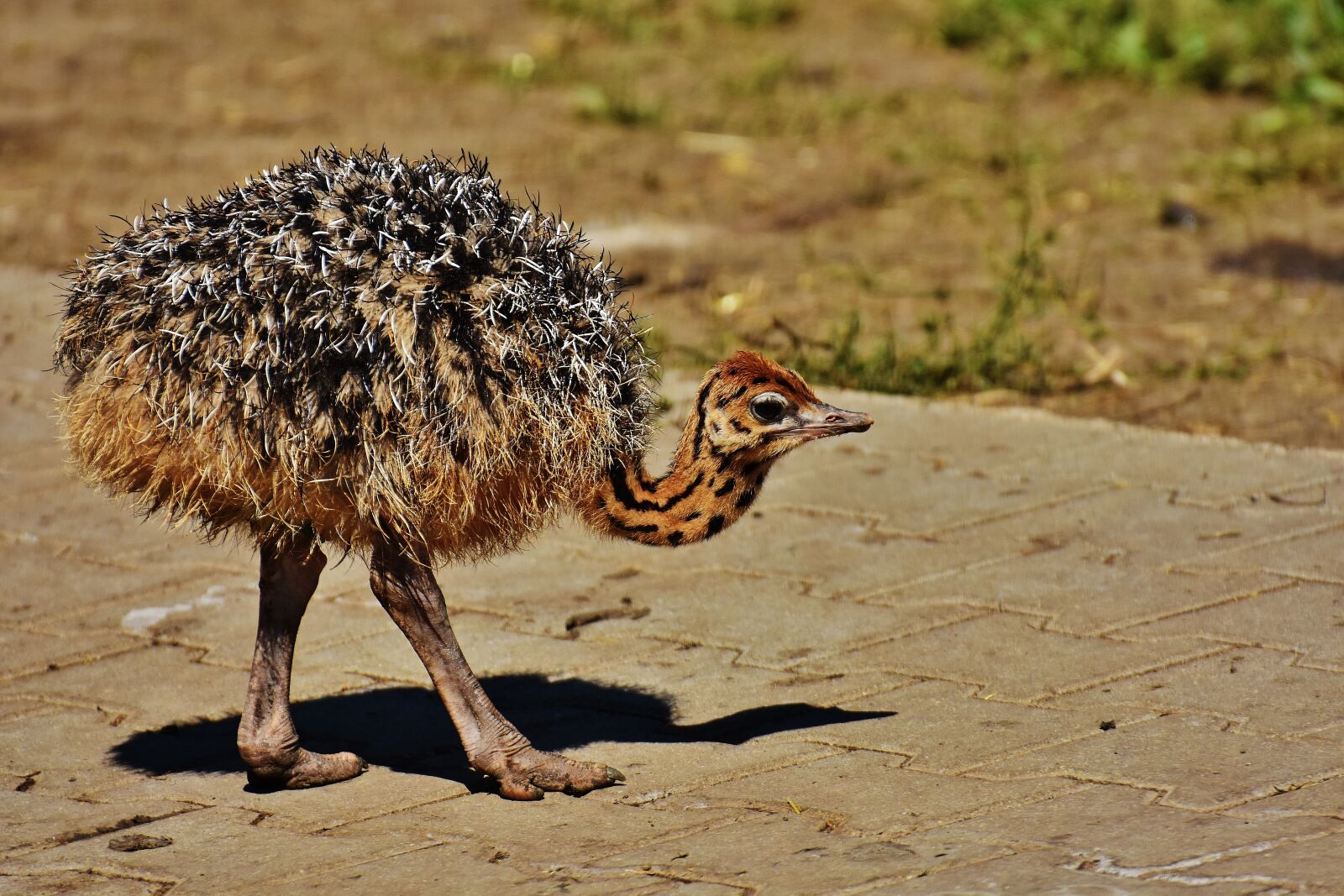 Nikon D7200 sample photo. Bouquet, young animal, ostrich photography