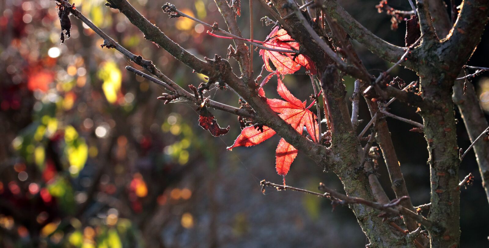 Canon EOS 80D sample photo. Autumn, backlit shot, leaves photography