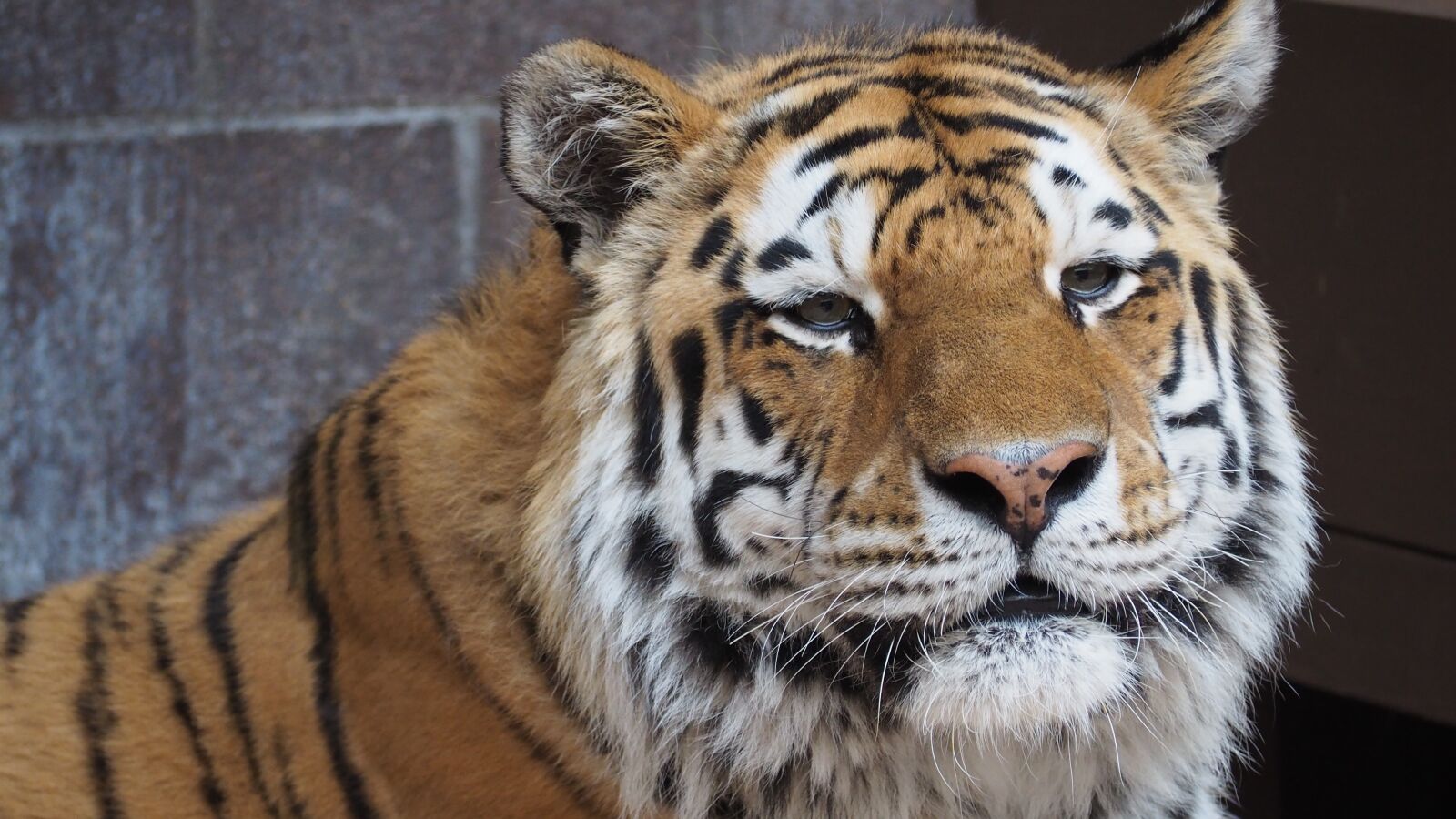 Olympus OM-D E-M10 II sample photo. Tiger, tiger face, portrait photography