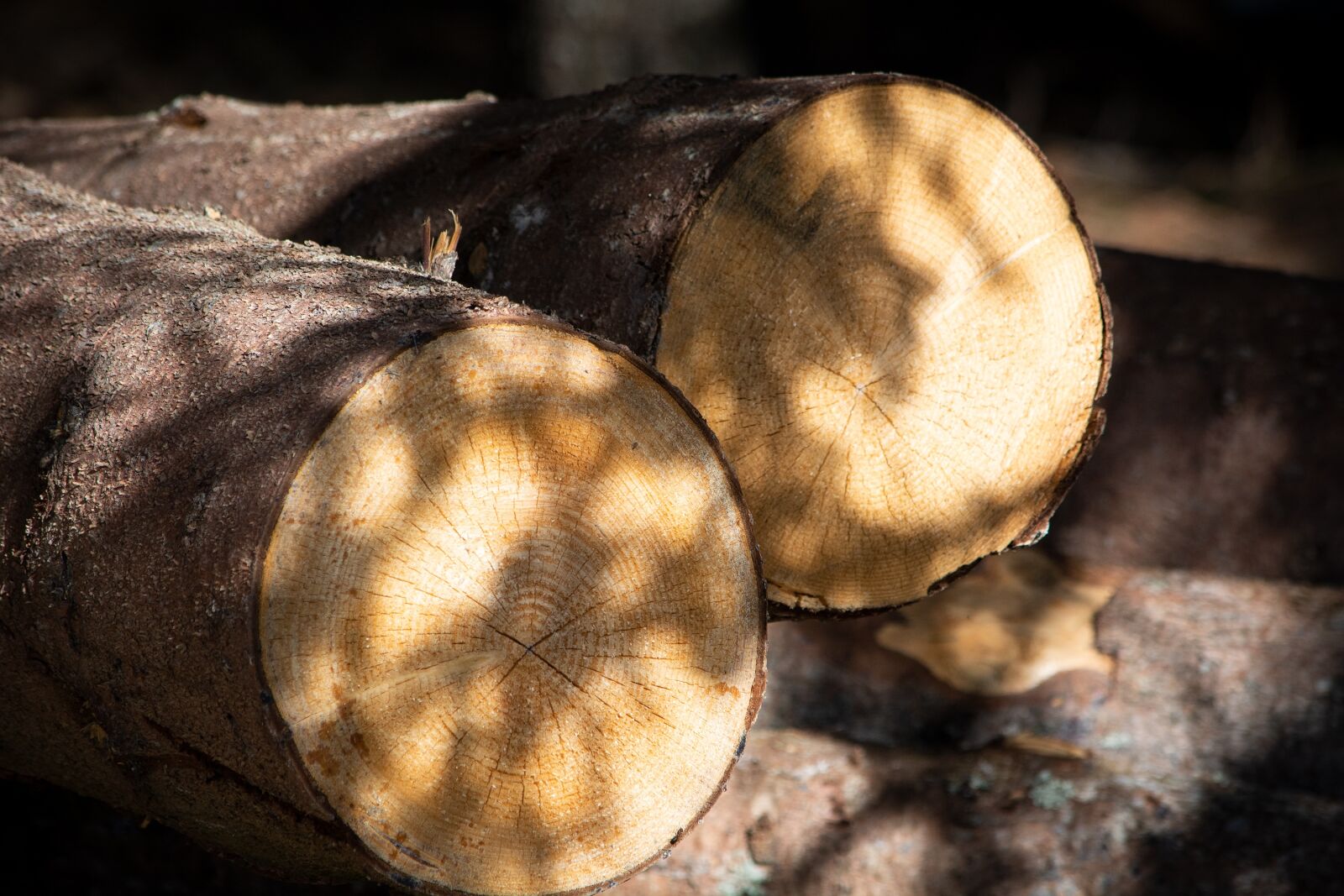 Nikon D7100 sample photo. Tree trunks, nature, wood photography