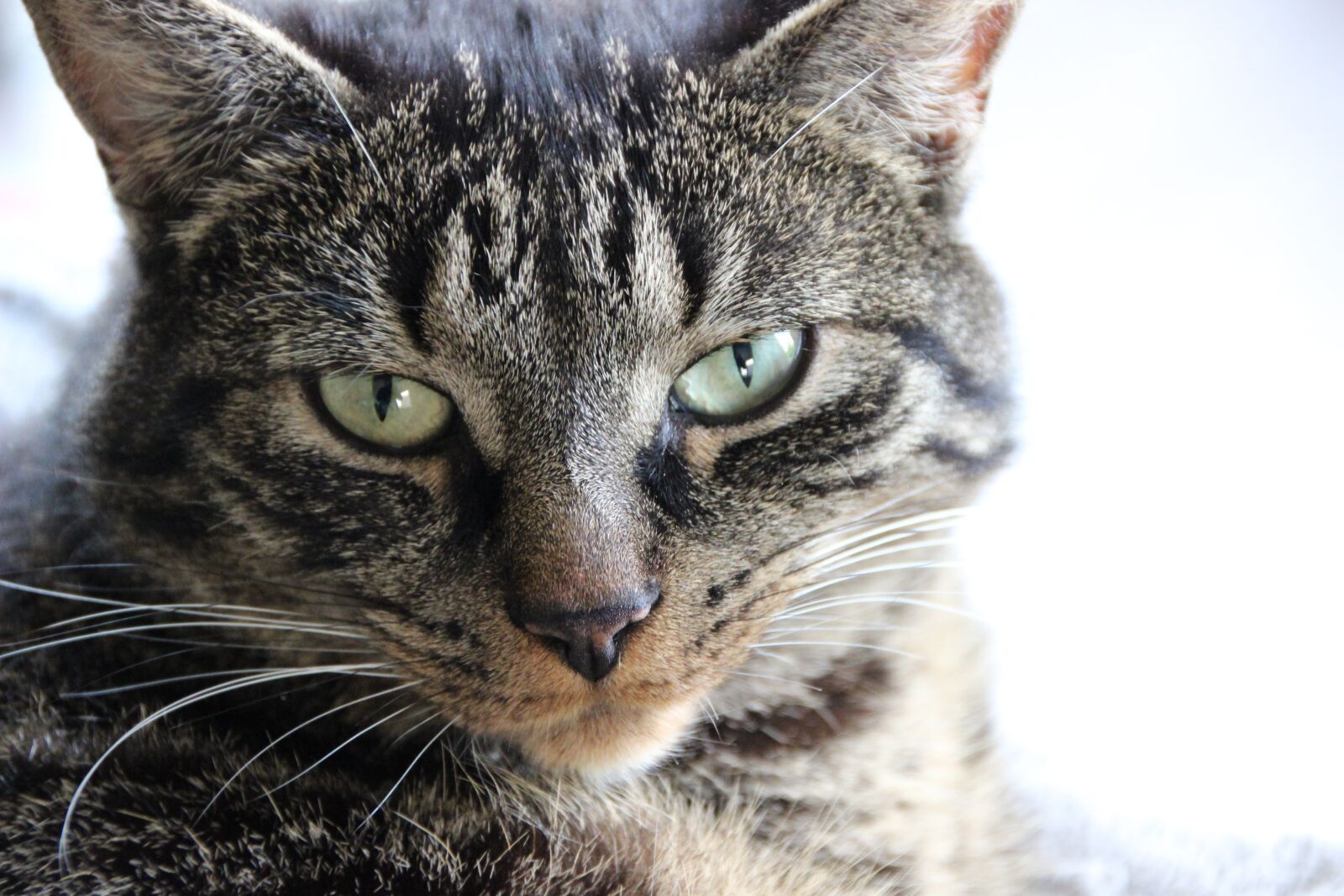 Canon EOS 600D (Rebel EOS T3i / EOS Kiss X5) sample photo. Domestic cat, grey mackerel photography