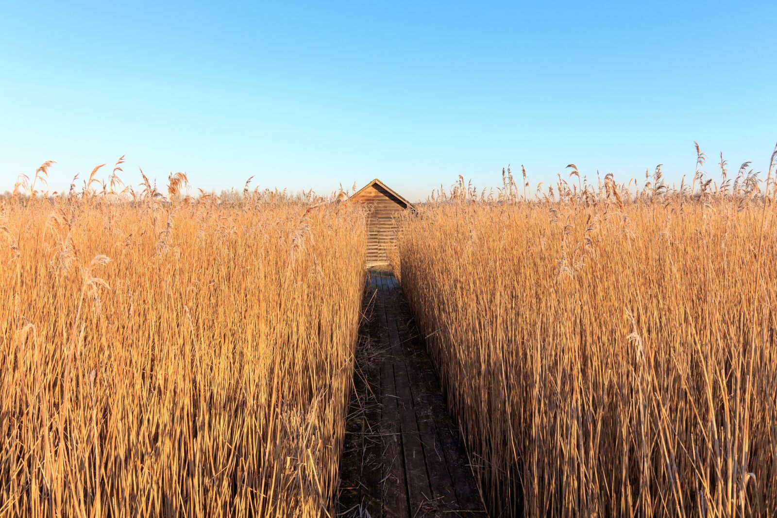 Canon EOS 7D Mark II + Canon EF-S 10-18mm F4.5–5.6 IS STM sample photo. Nature, morning sun, reed photography