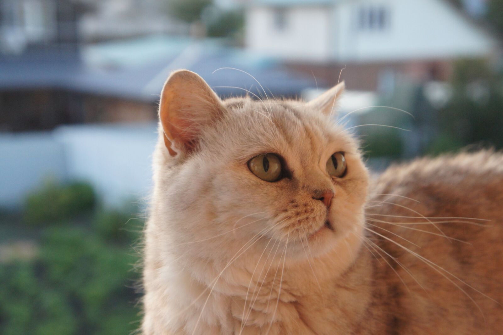 Sony Alpha NEX-5 sample photo. Cat, portrait, scottish photography