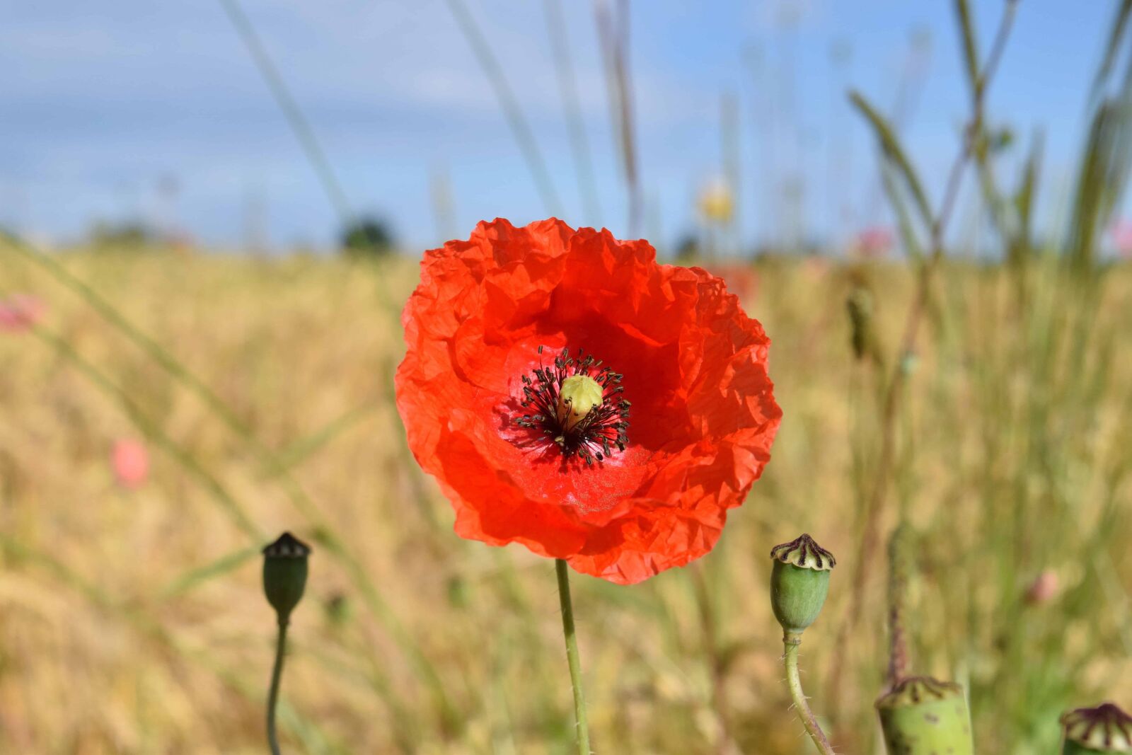 Nikon D3300 sample photo. Grass, nature, summer, flora photography