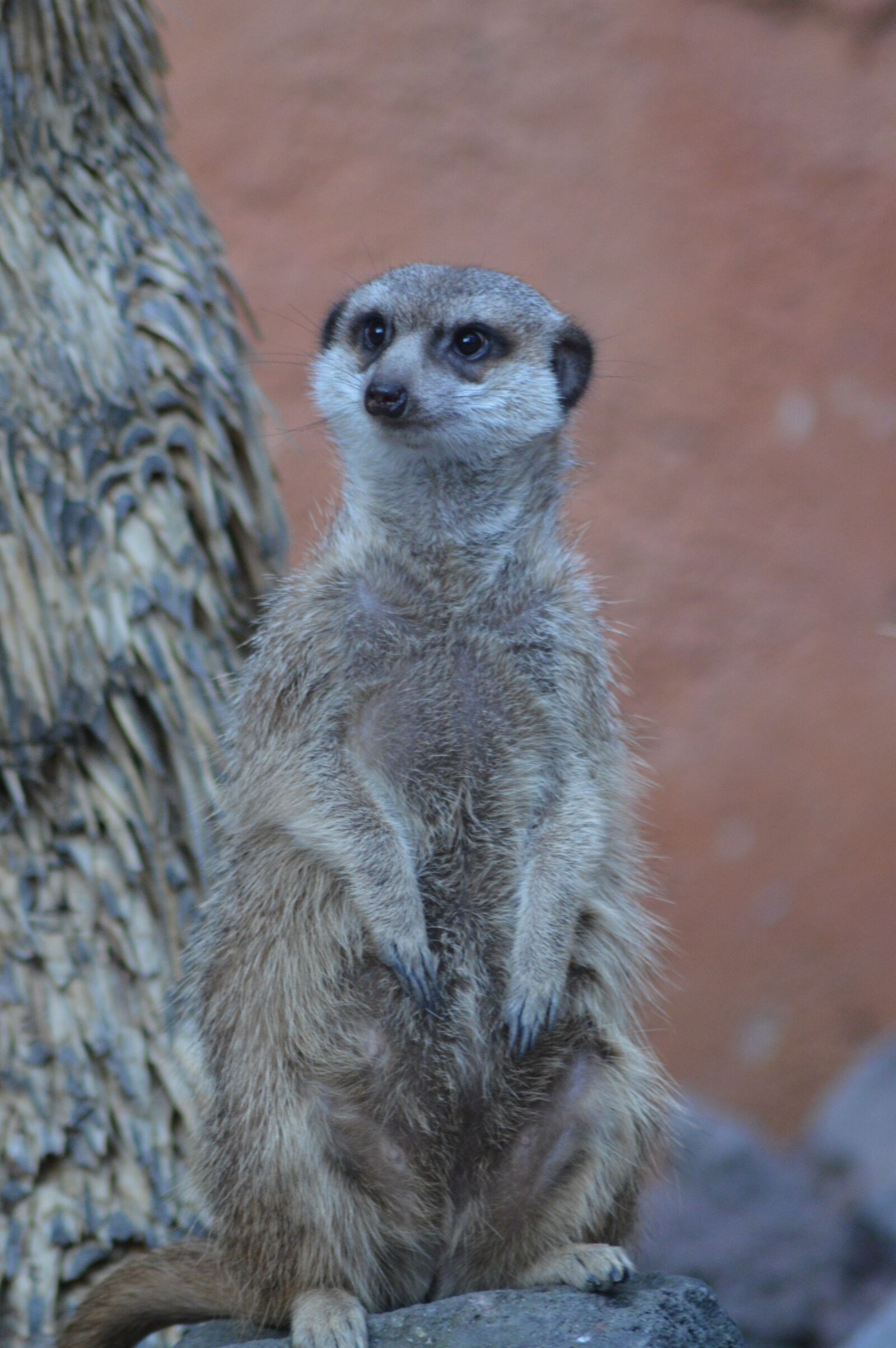 Nikon D3200 sample photo. Animal, mammal, suricate photography
