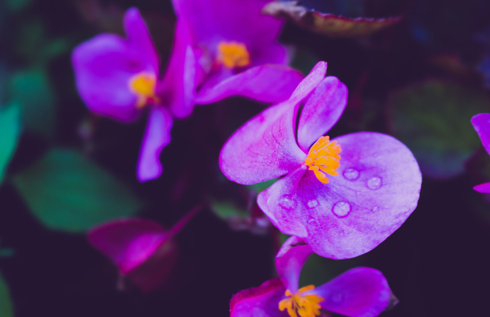 Canon EOS 700D (EOS Rebel T5i / EOS Kiss X7i) sample photo. Beautiful, bloom, blooming, blossom photography