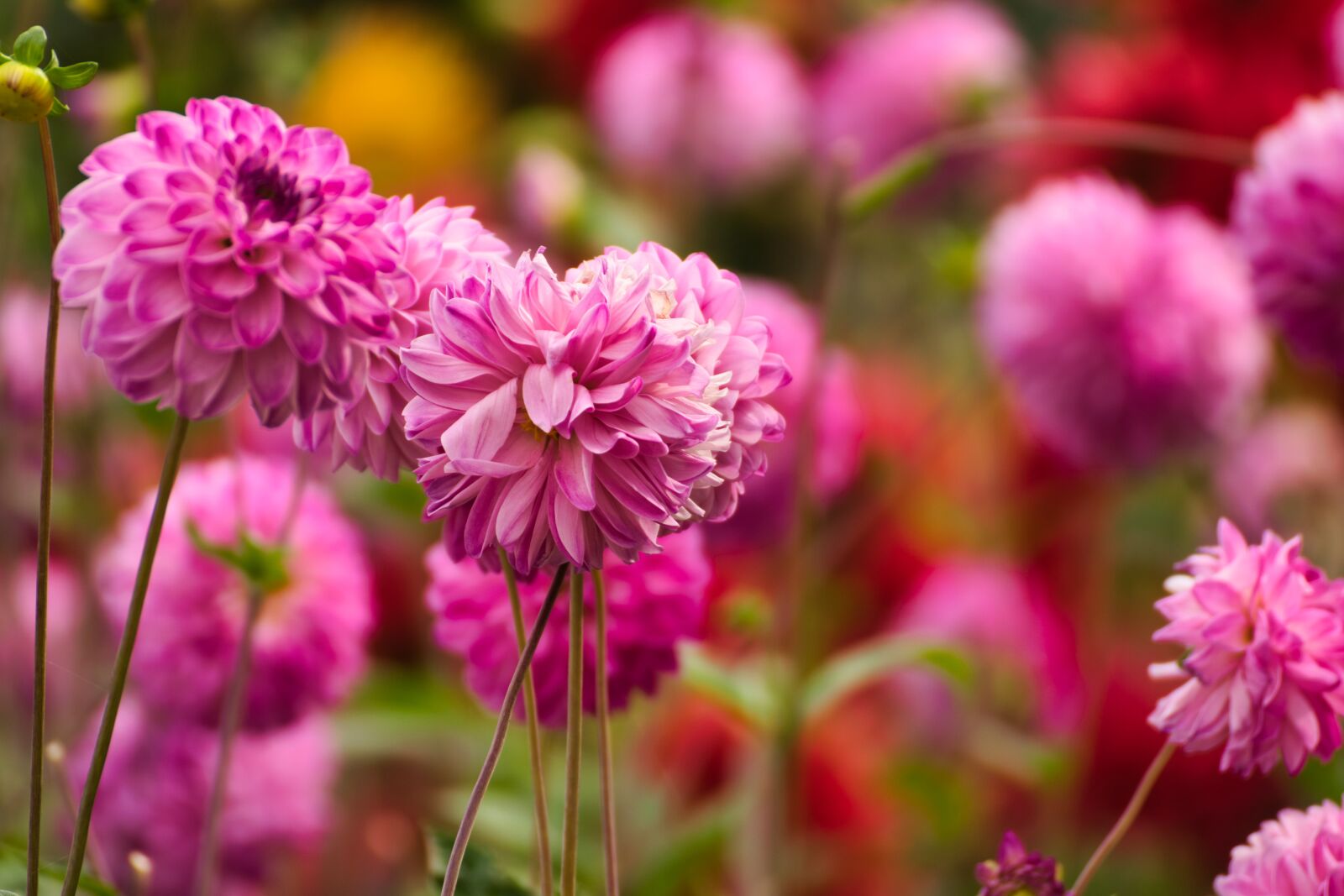 Nikon D5300 sample photo. Flowers, nature, purple photography