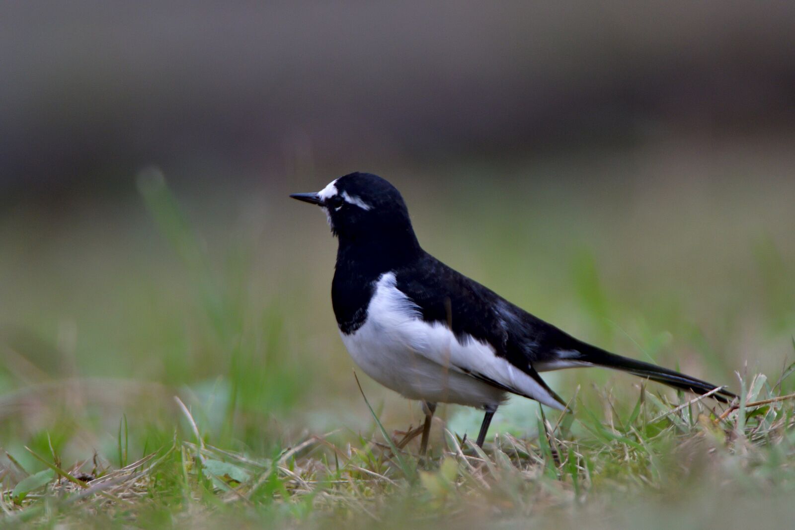 Nikon D500 sample photo. Bird, wild animals, natural photography