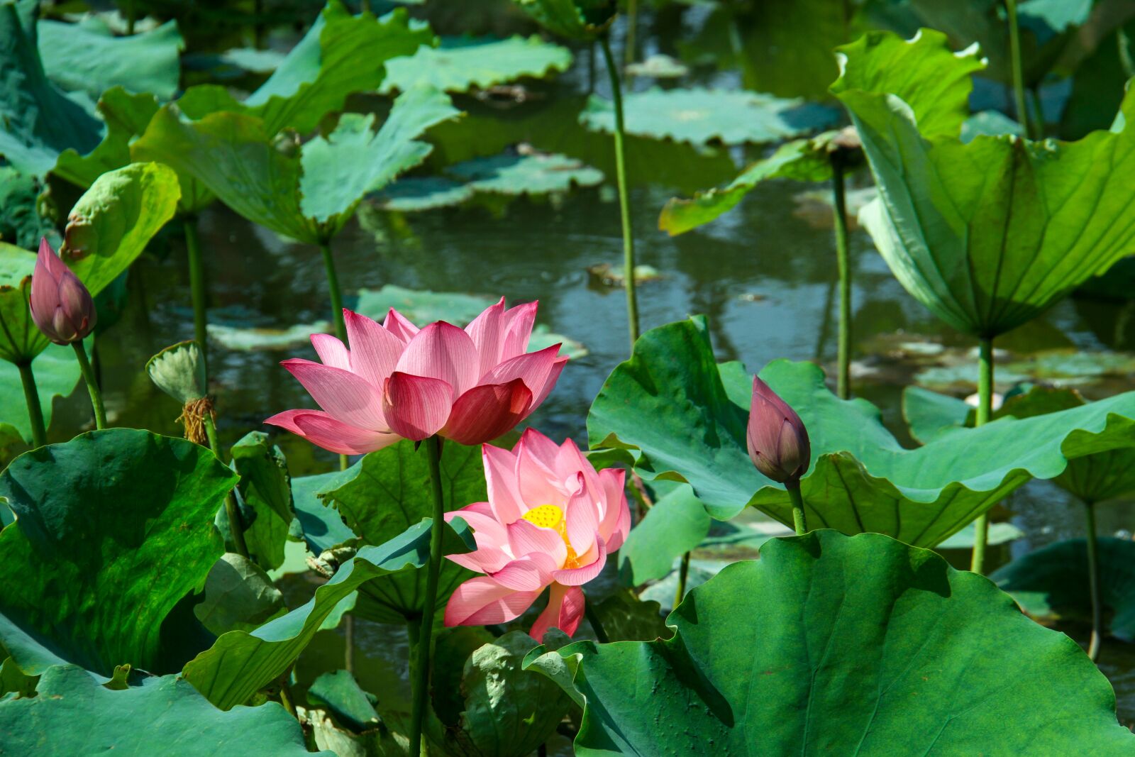 Canon EF-S 18-200mm F3.5-5.6 IS sample photo. Lotus leaf, lotus, summer photography