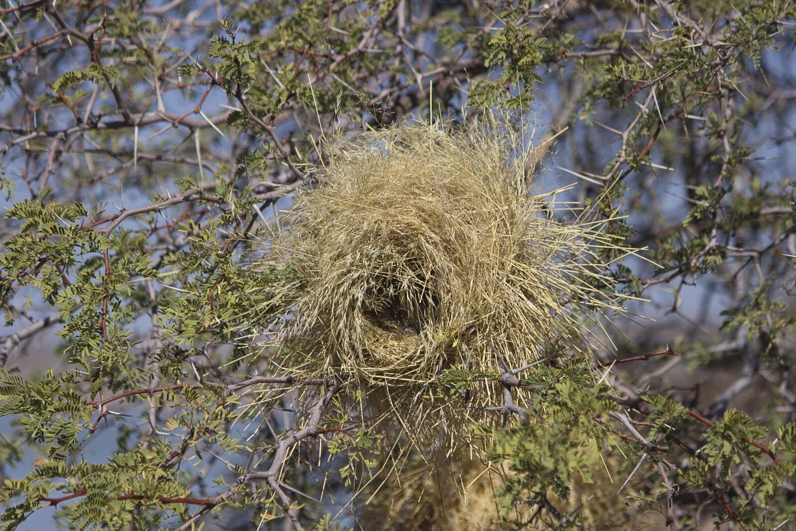 Canon EOS 600D (Rebel EOS T3i / EOS Kiss X5) sample photo. Webervogel, namibia, kalahari desert photography