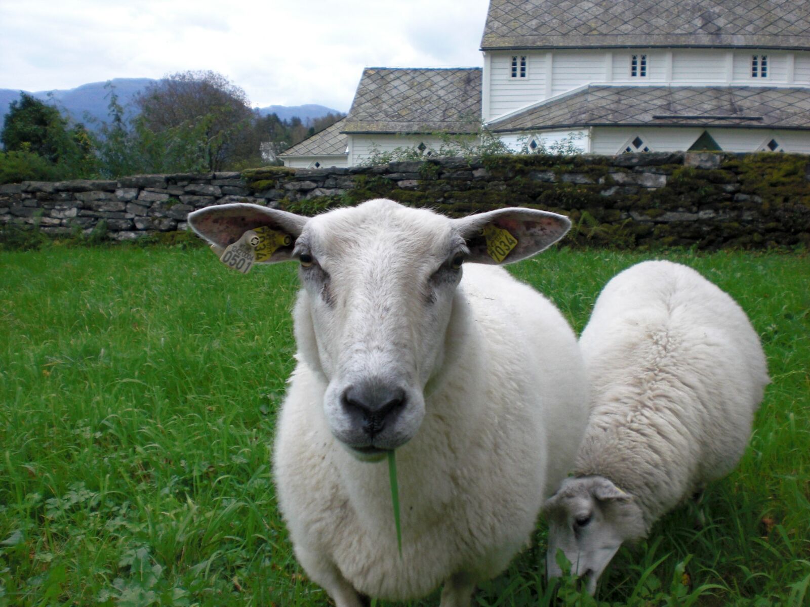 CASIO EX-Z80 sample photo. Sheep, nature, green photography