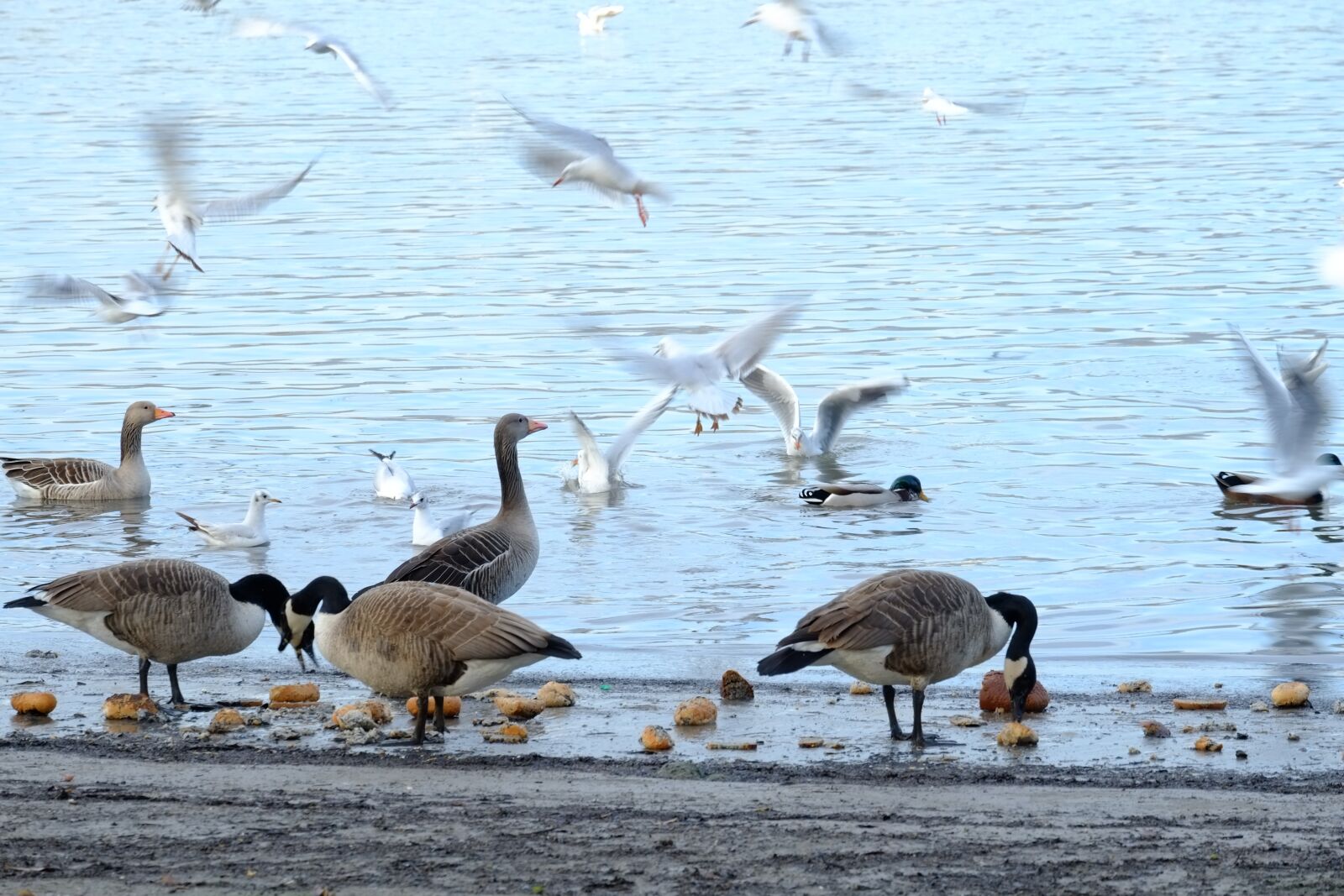 Fujifilm X-E1 + Fujifilm XC 50-230mm F4.5-6.7 OIS sample photo. Birds, water, bird photography