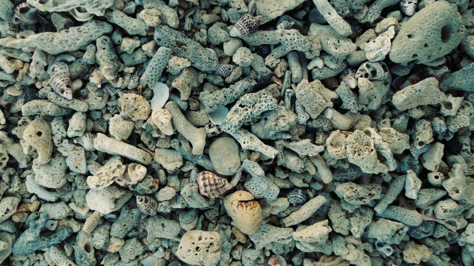 LG G5 sample photo. Corral, beach sand, shell photography