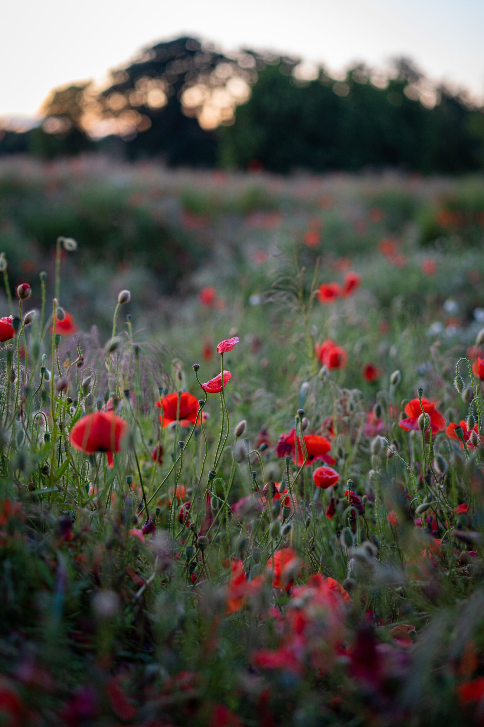 Sony a7 III + Sony Sonnar T* FE 55mm F1.8 ZA sample photo. Poppies, flowers, field photography