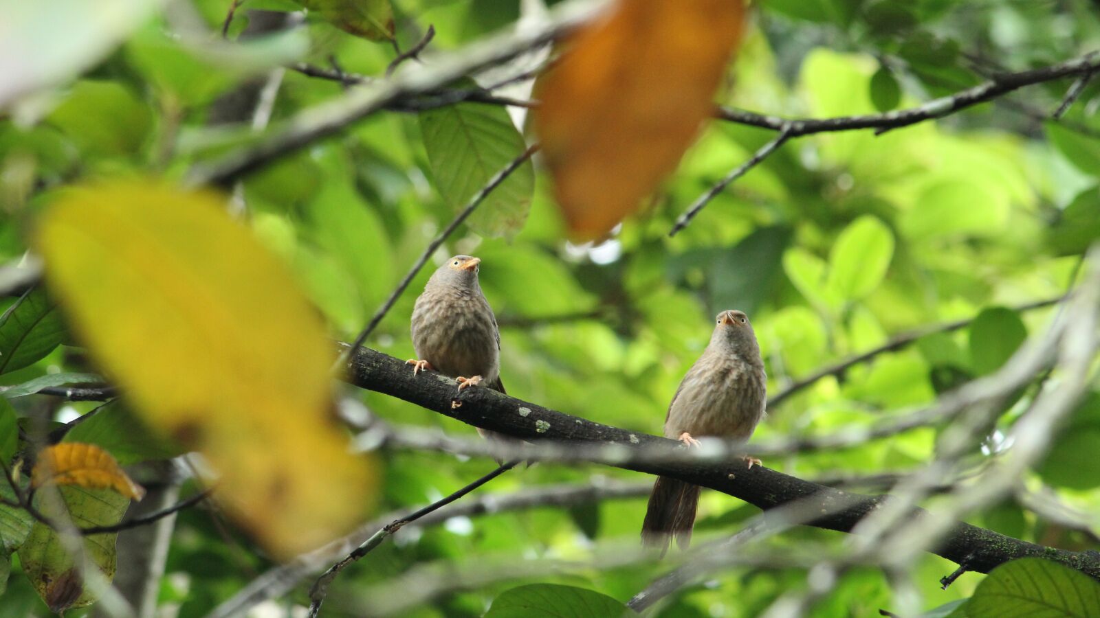 Canon EOS 1300D (EOS Rebel T6 / EOS Kiss X80) sample photo. Bird, pair, babbler photography