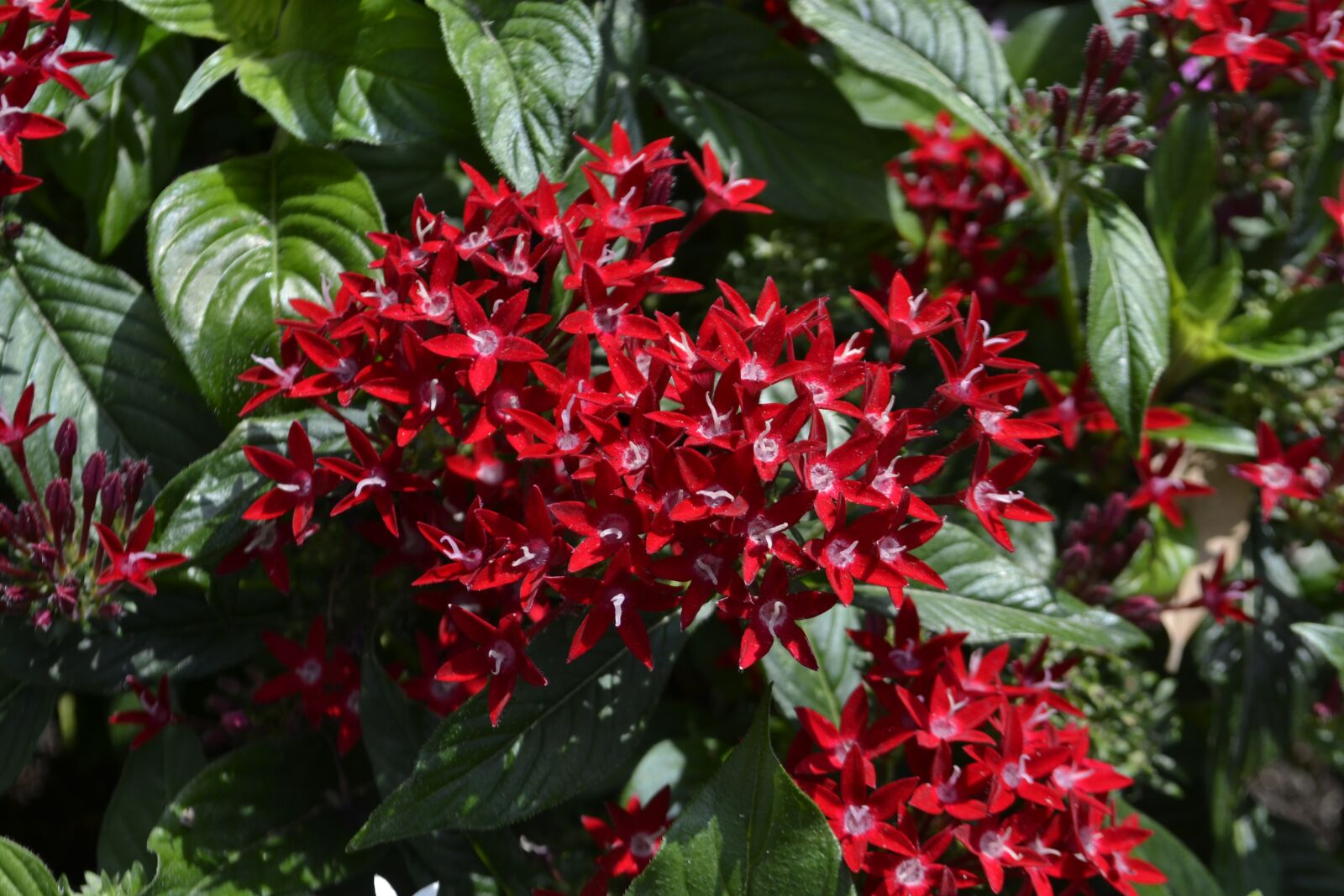 Nikon D3100 sample photo. Red flowers, leaves, botanical photography
